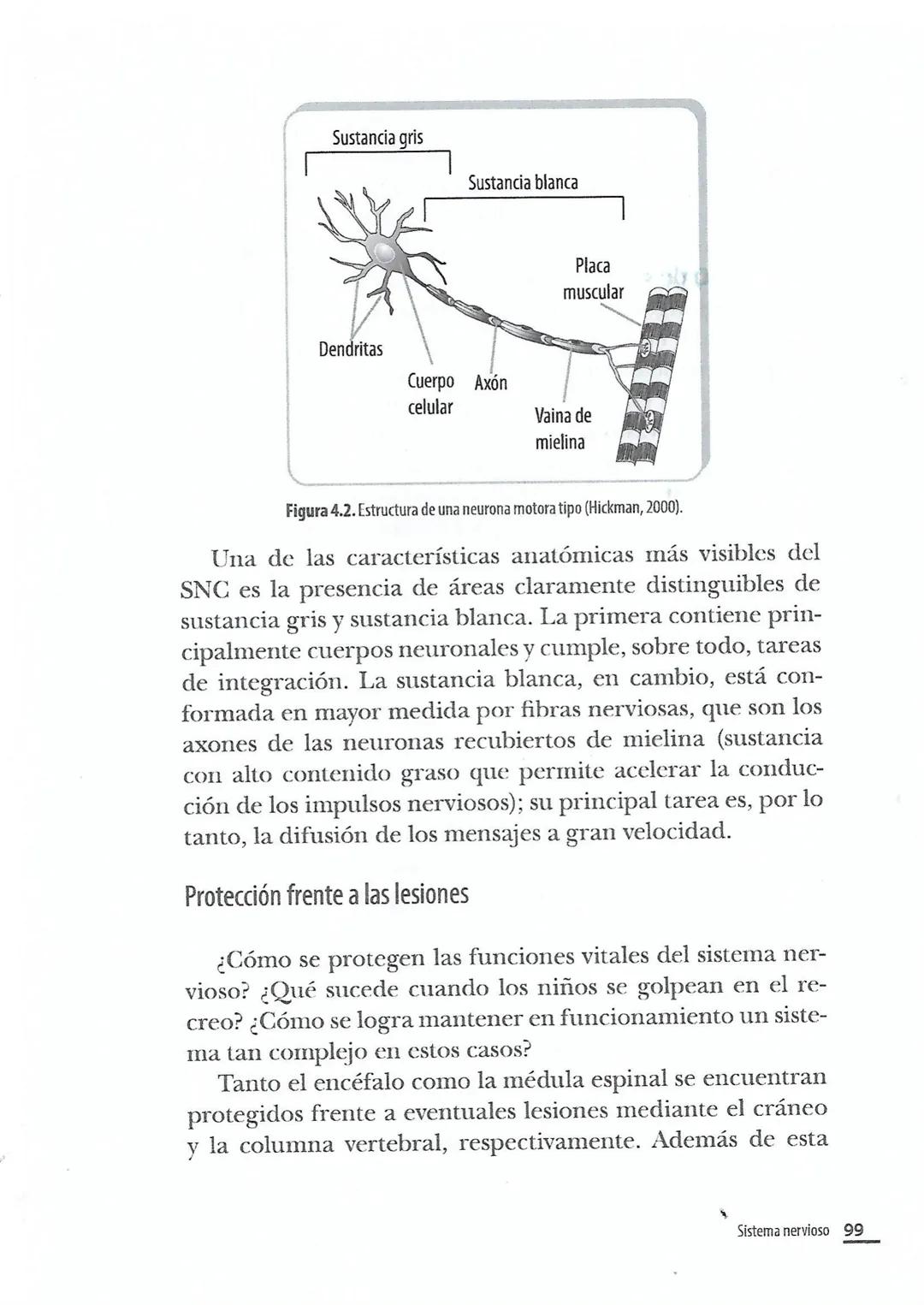 El sistema nervioso central
El SNC cumple con las más altas funciones del sistema ner-
vioso, ya que es el responsable de las necesidades vi