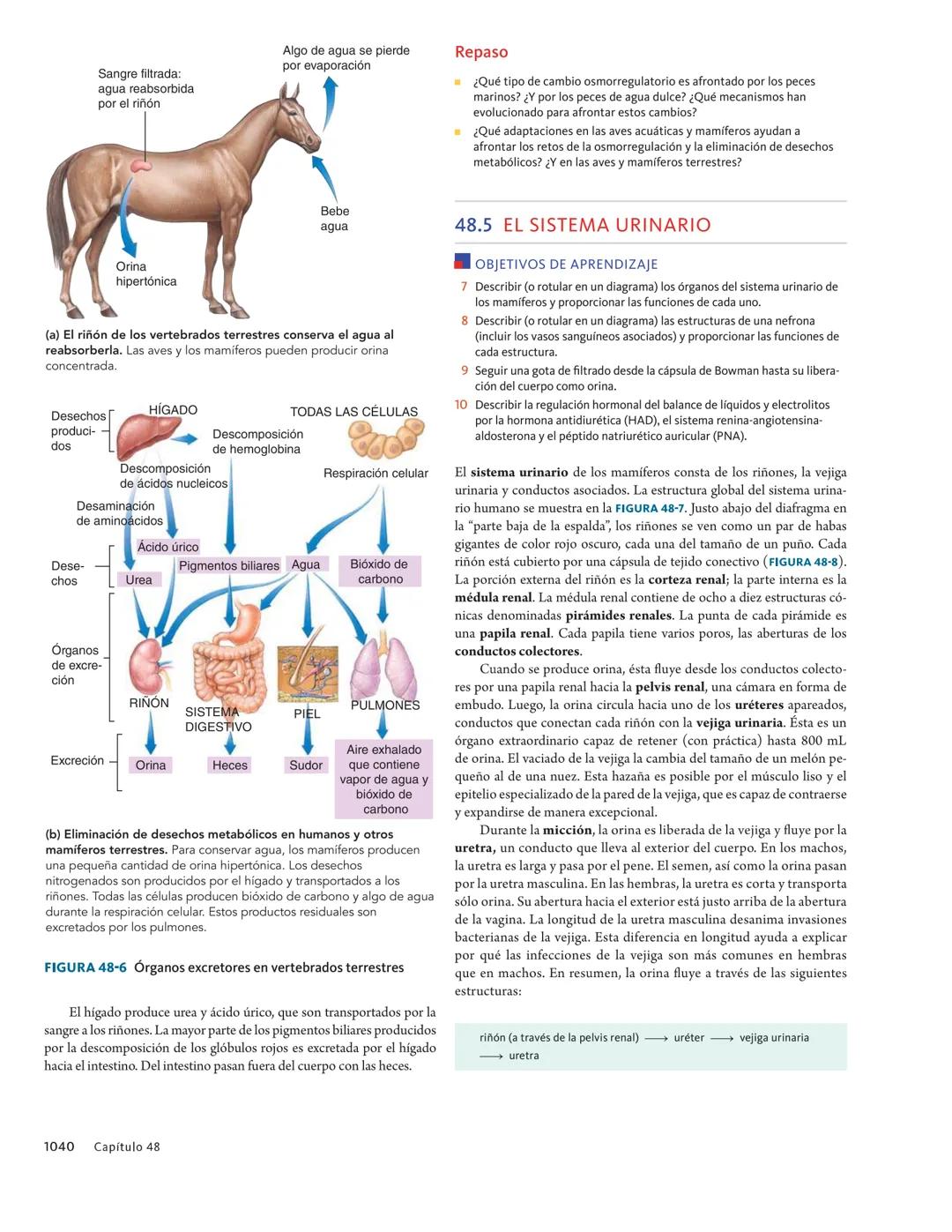 Sangre filtrada:
agua reabsorbida
por el riñón
Algo de agua se pierde
por evaporación
Repaso
¿Qué tipo de cambio osmorregulatorio es afronta