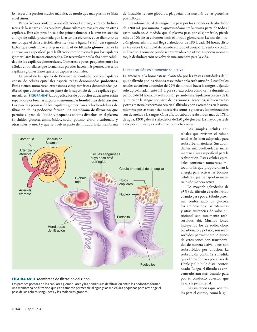 Sangre filtrada:
agua reabsorbida
por el riñón
Algo de agua se pierde
por evaporación
Repaso
¿Qué tipo de cambio osmorregulatorio es afronta
