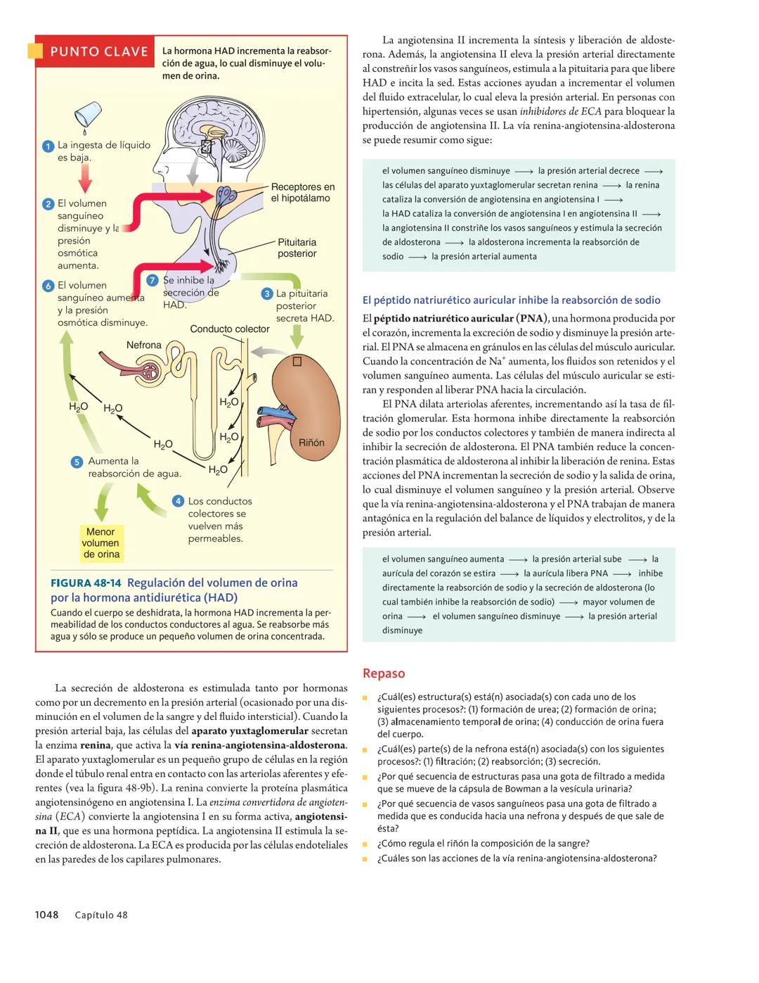 Sangre filtrada:
agua reabsorbida
por el riñón
Algo de agua se pierde
por evaporación
Repaso
¿Qué tipo de cambio osmorregulatorio es afronta