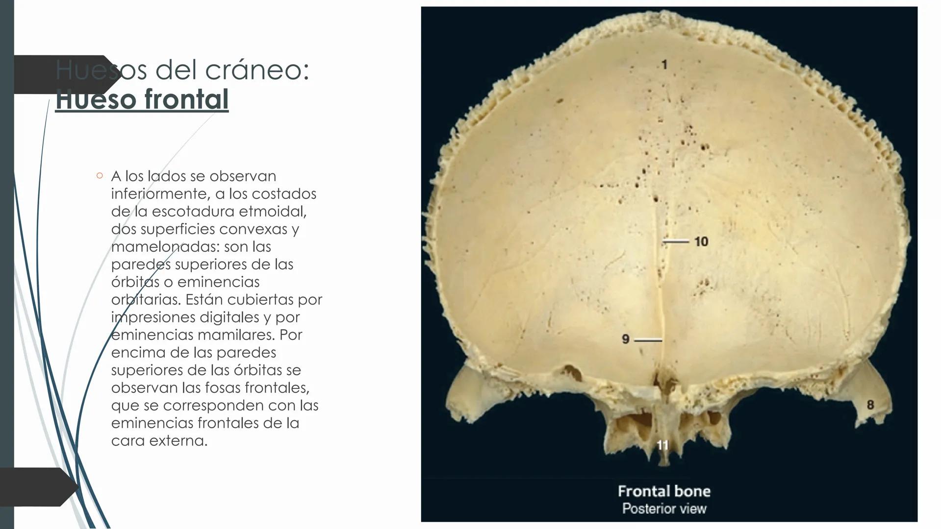 # HUESOS DE CARA Y
# CRANEO
UNIVERSIDAD GASTON DACHARY
Lic. Barrios, Renzo Nicolas HUESOS DE LA CABEZA
• El esqueleto de la
cabeza se divid