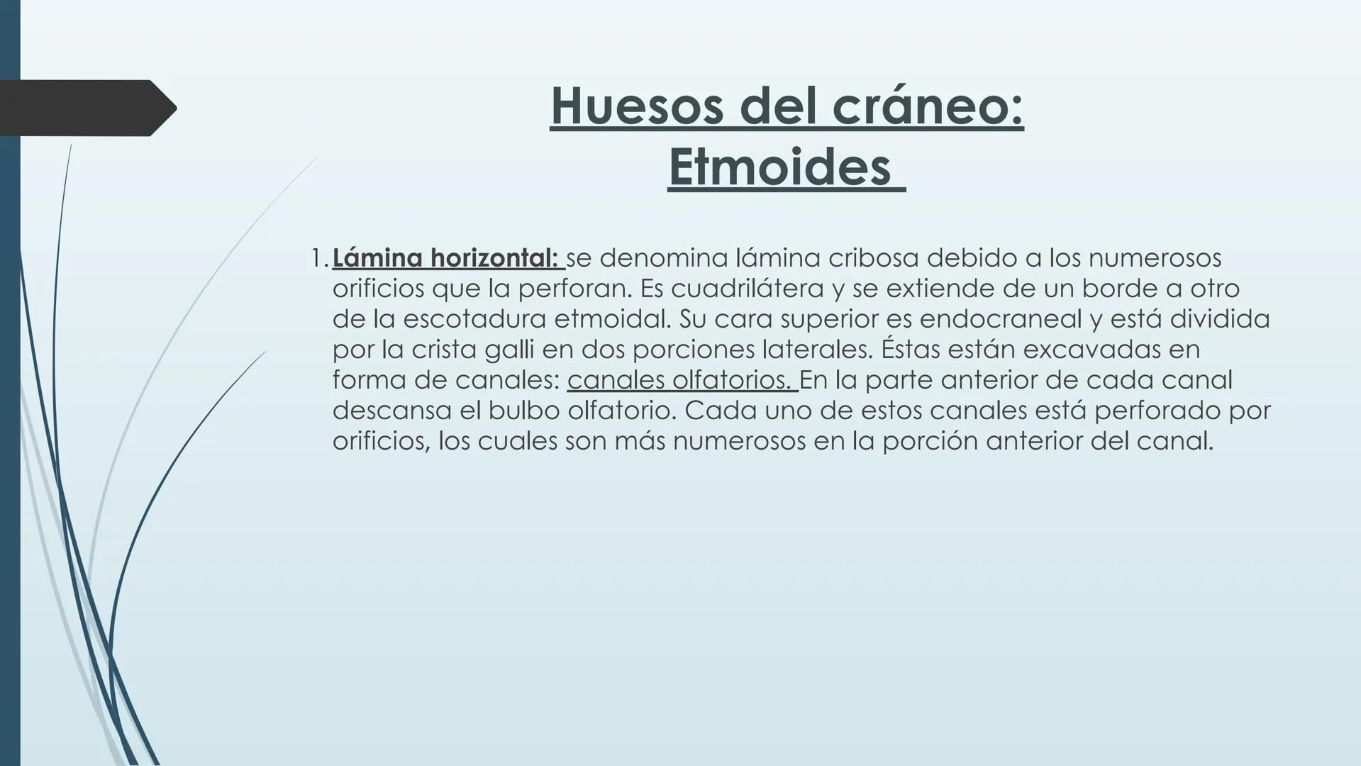 # HUESOS DE CARA Y
# CRANEO
UNIVERSIDAD GASTON DACHARY
Lic. Barrios, Renzo Nicolas HUESOS DE LA CABEZA
• El esqueleto de la
cabeza se divid