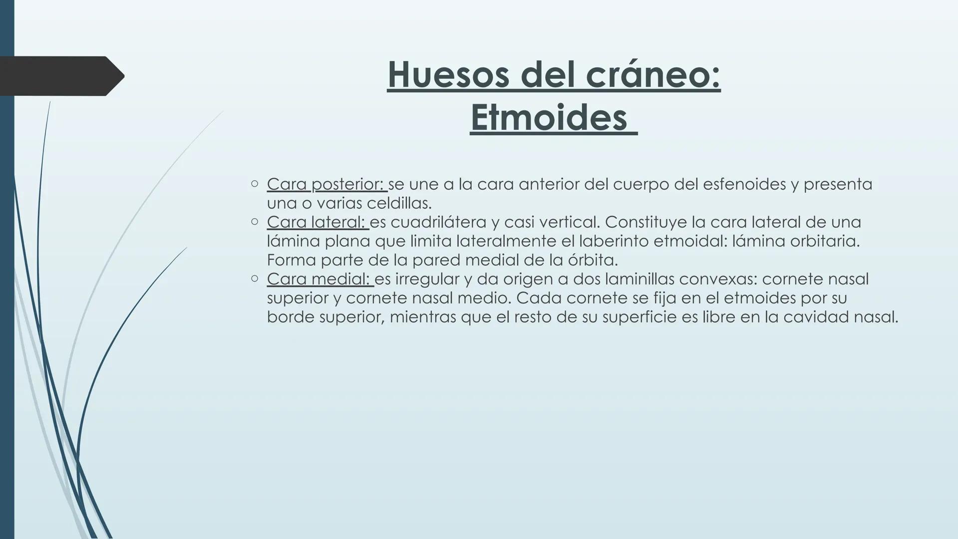# HUESOS DE CARA Y
# CRANEO
UNIVERSIDAD GASTON DACHARY
Lic. Barrios, Renzo Nicolas HUESOS DE LA CABEZA
• El esqueleto de la
cabeza se divid