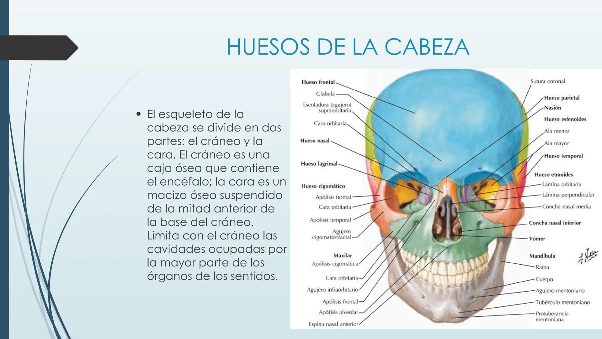 # HUESOS DE CARA Y
# CRANEO
UNIVERSIDAD GASTON DACHARY
Lic. Barrios, Renzo Nicolas HUESOS DE LA CABEZA
• El esqueleto de la
cabeza se divid