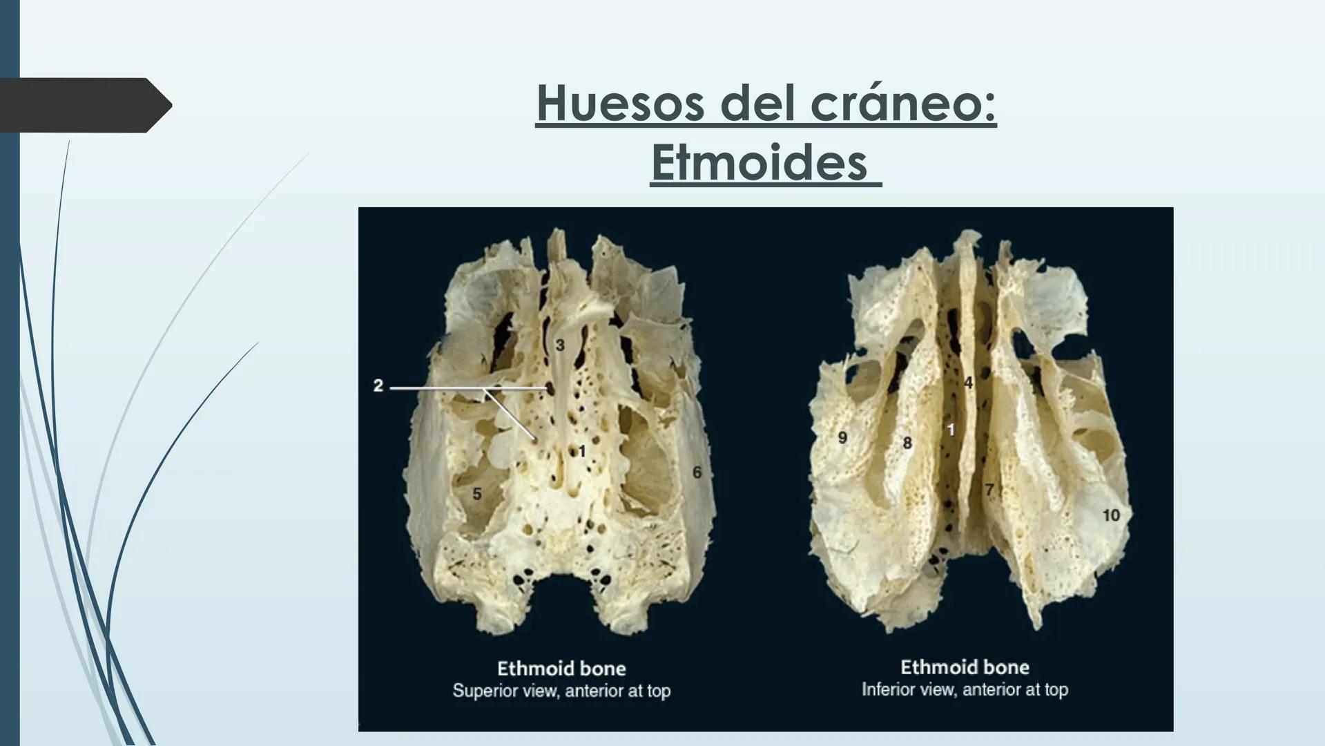# HUESOS DE CARA Y
# CRANEO
UNIVERSIDAD GASTON DACHARY
Lic. Barrios, Renzo Nicolas HUESOS DE LA CABEZA
• El esqueleto de la
cabeza se divid