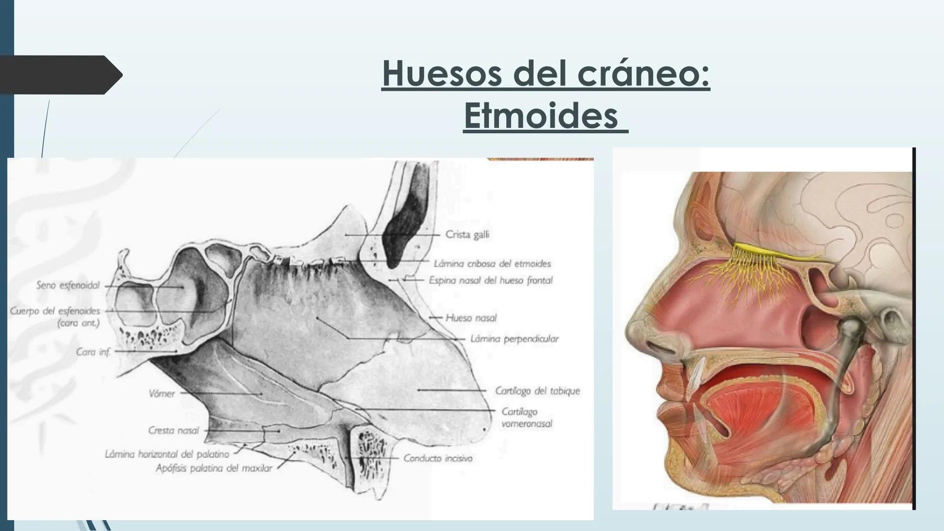 # HUESOS DE CARA Y
# CRANEO
UNIVERSIDAD GASTON DACHARY
Lic. Barrios, Renzo Nicolas HUESOS DE LA CABEZA
• El esqueleto de la
cabeza se divid
