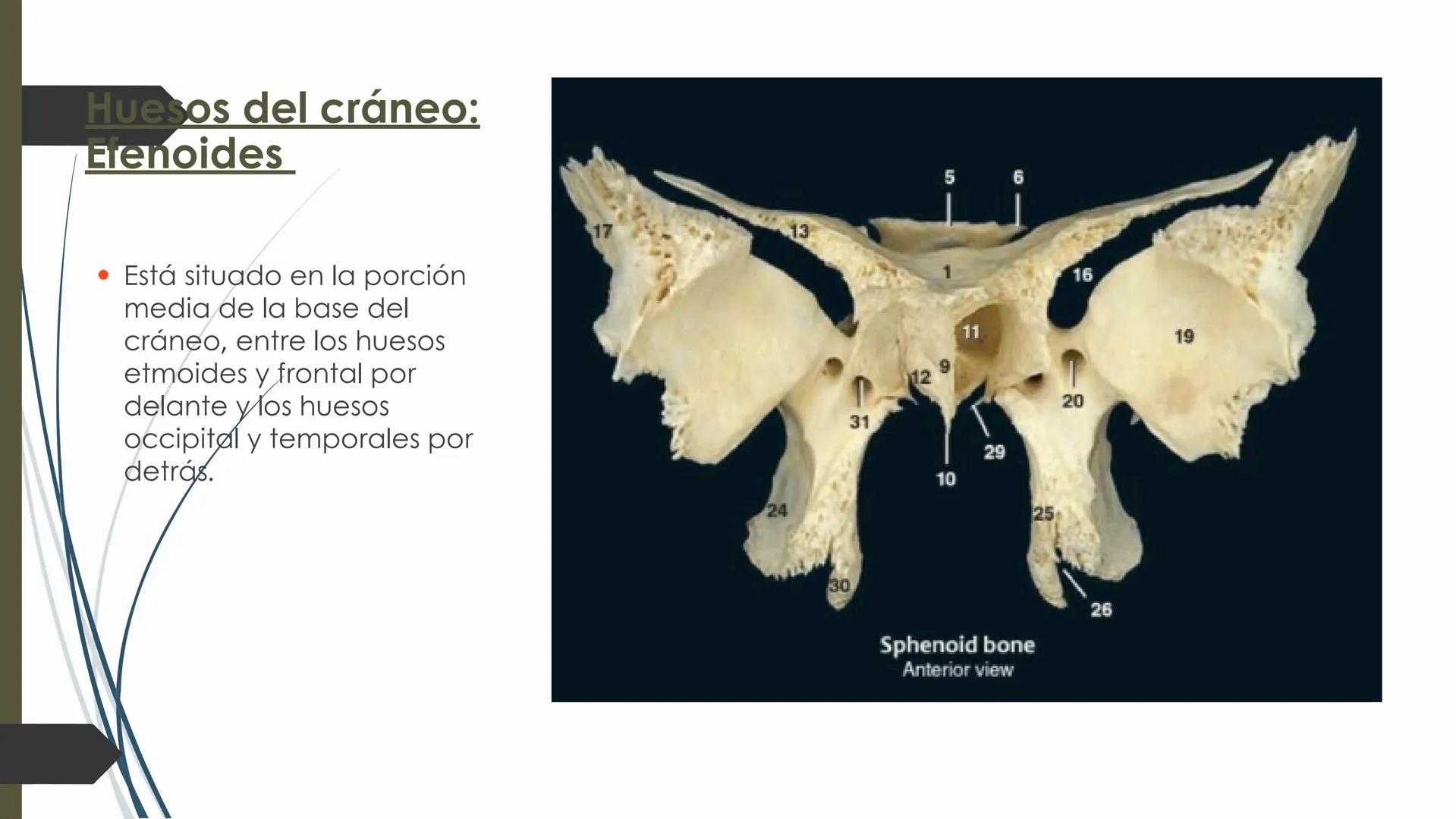 # HUESOS DE CARA Y
# CRANEO
UNIVERSIDAD GASTON DACHARY
Lic. Barrios, Renzo Nicolas HUESOS DE LA CABEZA
• El esqueleto de la
cabeza se divid