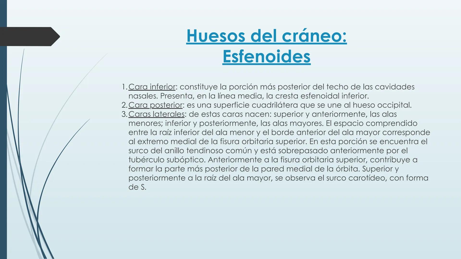 # HUESOS DE CARA Y
# CRANEO
UNIVERSIDAD GASTON DACHARY
Lic. Barrios, Renzo Nicolas HUESOS DE LA CABEZA
• El esqueleto de la
cabeza se divid