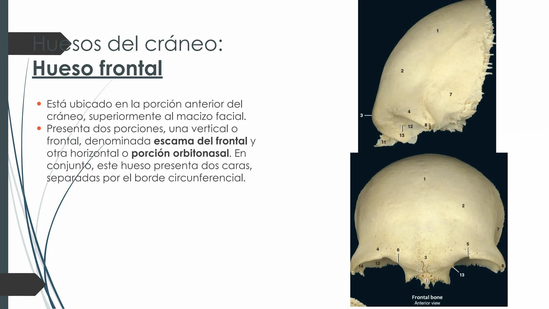 # HUESOS DE CARA Y
# CRANEO
UNIVERSIDAD GASTON DACHARY
Lic. Barrios, Renzo Nicolas HUESOS DE LA CABEZA
• El esqueleto de la
cabeza se divid