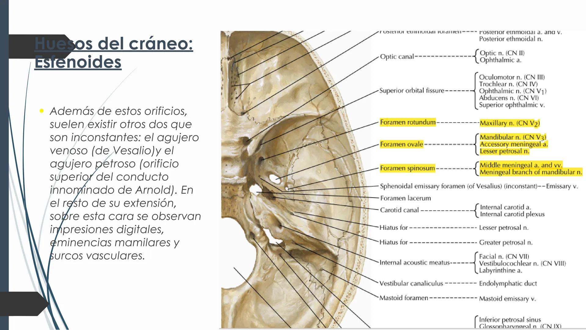 # HUESOS DE CARA Y
# CRANEO
UNIVERSIDAD GASTON DACHARY
Lic. Barrios, Renzo Nicolas HUESOS DE LA CABEZA
• El esqueleto de la
cabeza se divid