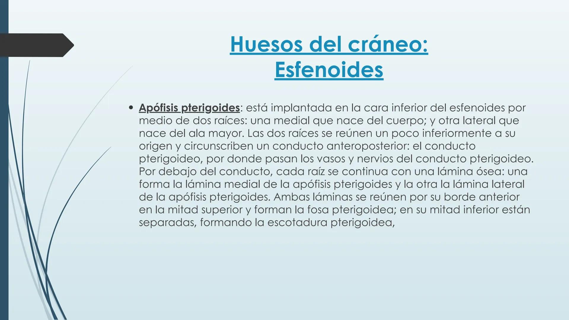 # HUESOS DE CARA Y
# CRANEO
UNIVERSIDAD GASTON DACHARY
Lic. Barrios, Renzo Nicolas HUESOS DE LA CABEZA
• El esqueleto de la
cabeza se divid