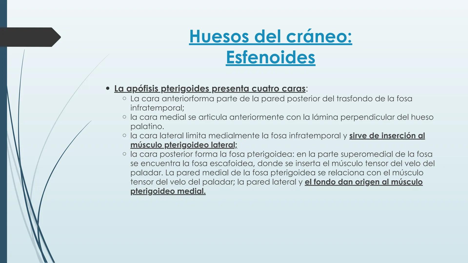 # HUESOS DE CARA Y
# CRANEO
UNIVERSIDAD GASTON DACHARY
Lic. Barrios, Renzo Nicolas HUESOS DE LA CABEZA
• El esqueleto de la
cabeza se divid