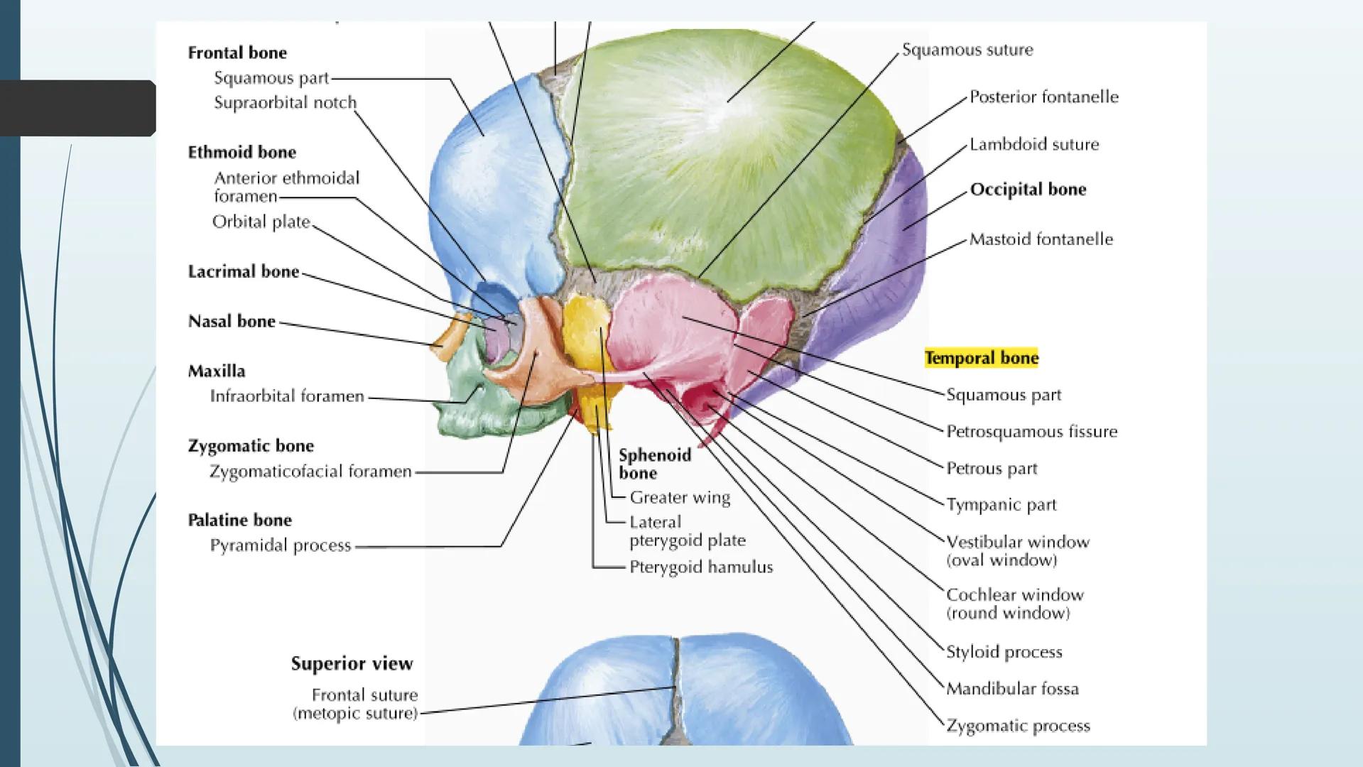 # HUESOS DE CARA Y
# CRANEO
UNIVERSIDAD GASTON DACHARY
Lic. Barrios, Renzo Nicolas HUESOS DE LA CABEZA
• El esqueleto de la
cabeza se divid