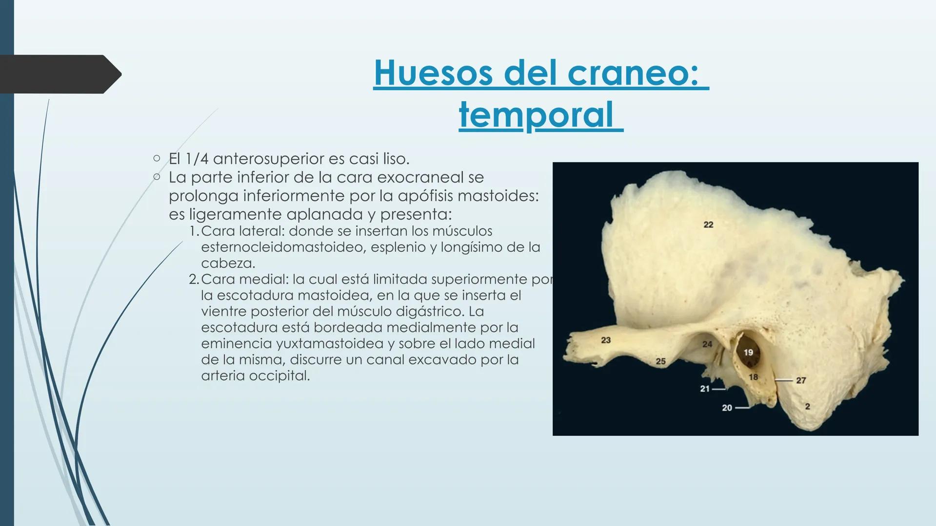 # HUESOS DE CARA Y
# CRANEO
UNIVERSIDAD GASTON DACHARY
Lic. Barrios, Renzo Nicolas HUESOS DE LA CABEZA
• El esqueleto de la
cabeza se divid