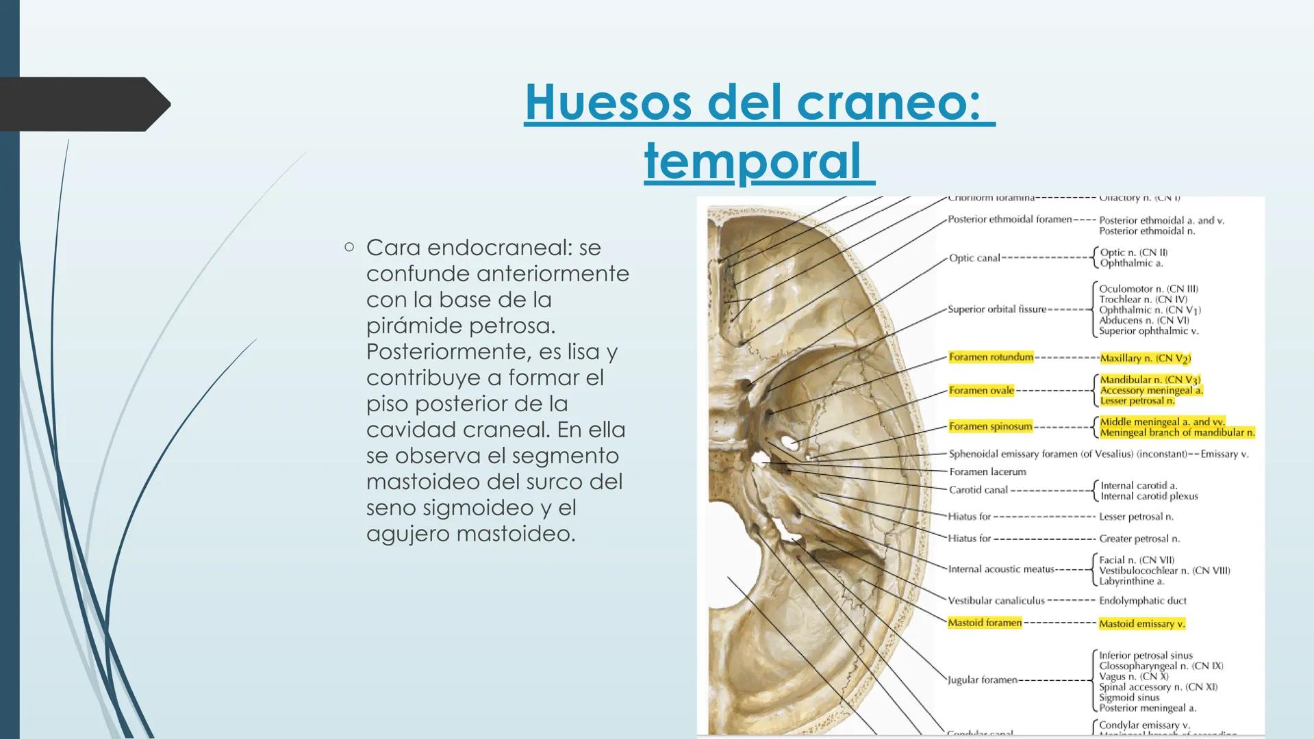 # HUESOS DE CARA Y
# CRANEO
UNIVERSIDAD GASTON DACHARY
Lic. Barrios, Renzo Nicolas HUESOS DE LA CABEZA
• El esqueleto de la
cabeza se divid