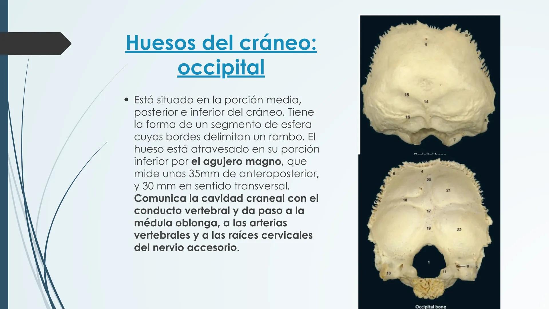 # HUESOS DE CARA Y
# CRANEO
UNIVERSIDAD GASTON DACHARY
Lic. Barrios, Renzo Nicolas HUESOS DE LA CABEZA
• El esqueleto de la
cabeza se divid