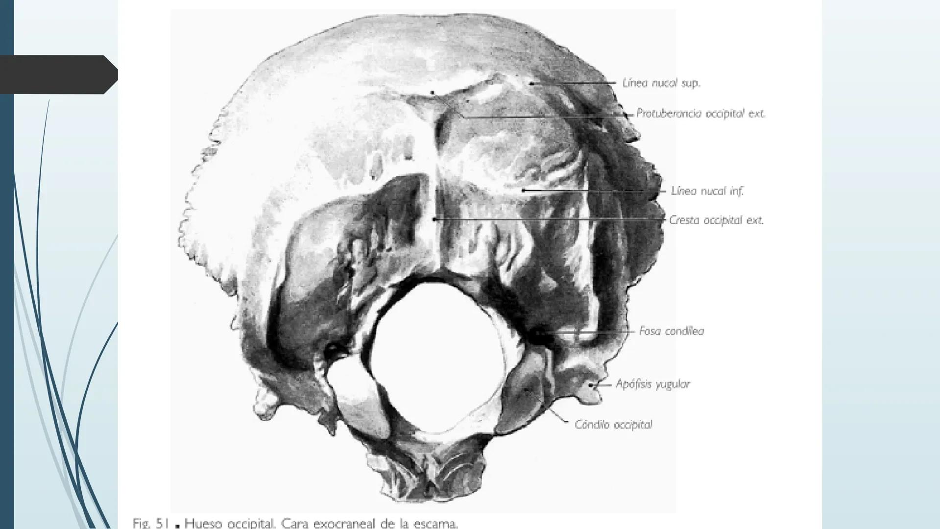 # HUESOS DE CARA Y
# CRANEO
UNIVERSIDAD GASTON DACHARY
Lic. Barrios, Renzo Nicolas HUESOS DE LA CABEZA
• El esqueleto de la
cabeza se divid