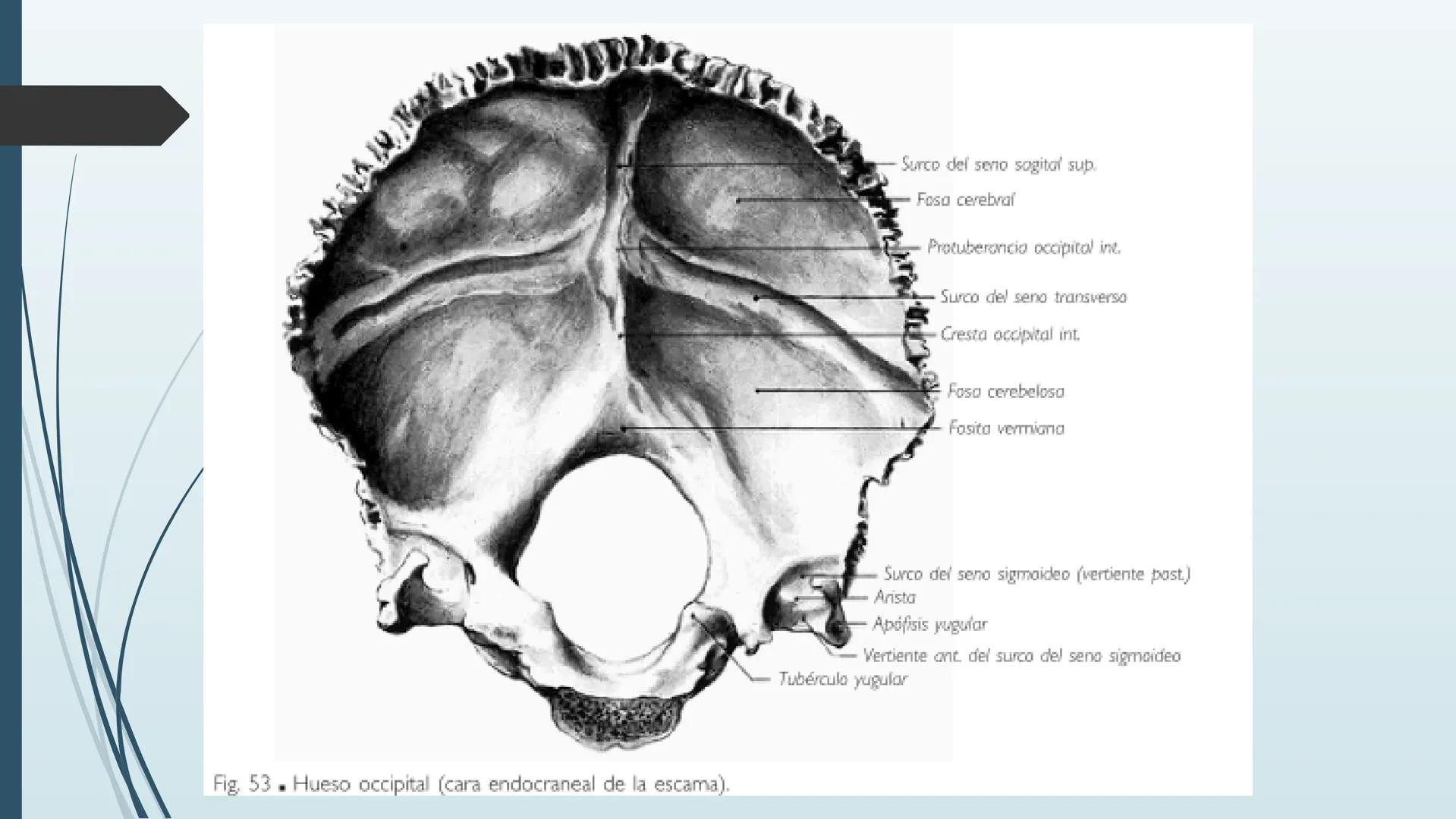 # HUESOS DE CARA Y
# CRANEO
UNIVERSIDAD GASTON DACHARY
Lic. Barrios, Renzo Nicolas HUESOS DE LA CABEZA
• El esqueleto de la
cabeza se divid