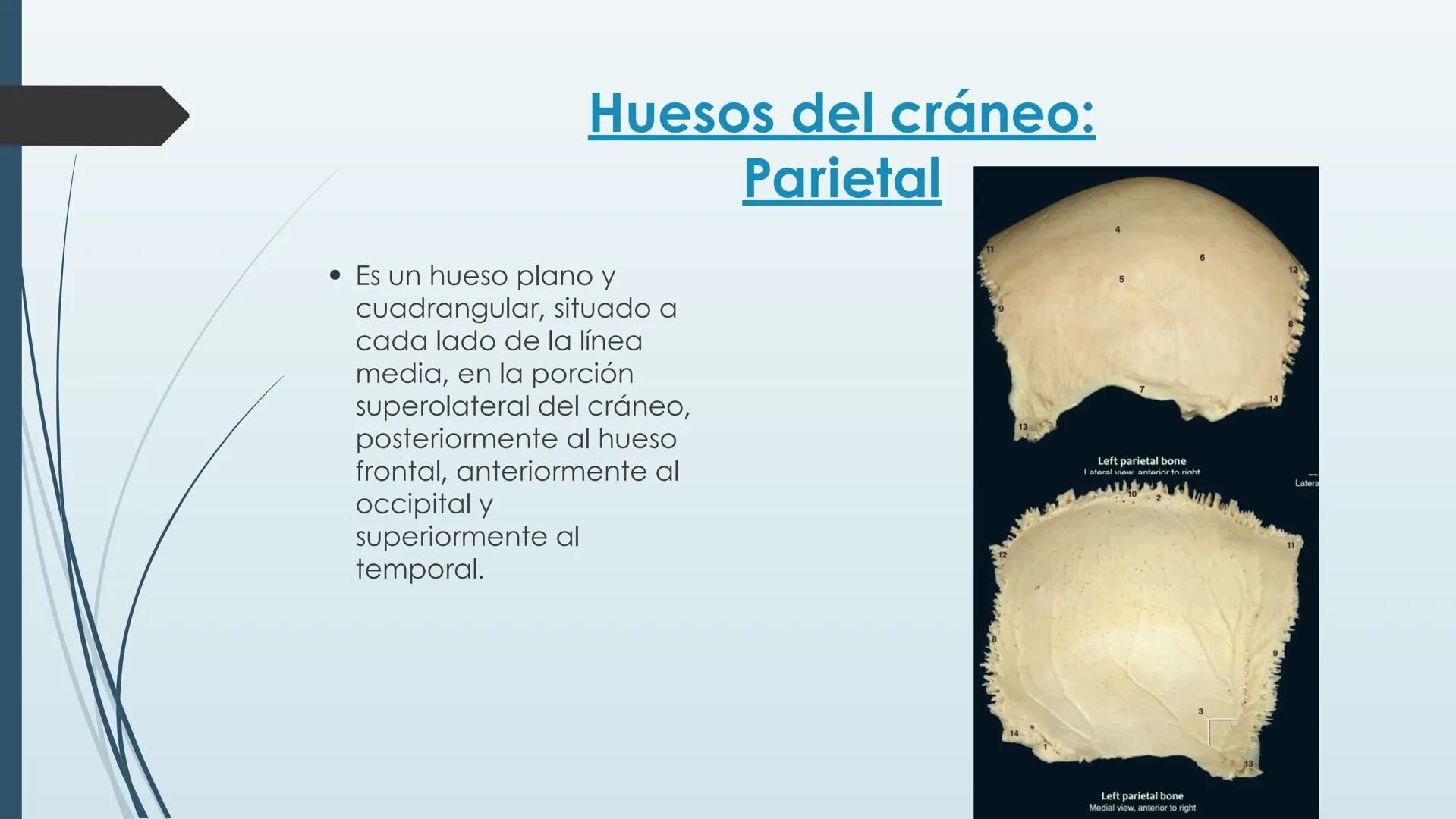 # HUESOS DE CARA Y
# CRANEO
UNIVERSIDAD GASTON DACHARY
Lic. Barrios, Renzo Nicolas HUESOS DE LA CABEZA
• El esqueleto de la
cabeza se divid