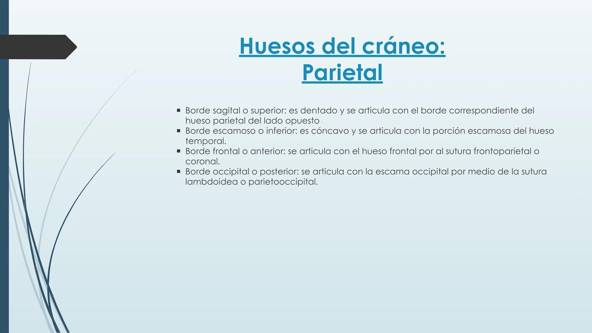 # HUESOS DE CARA Y
# CRANEO
UNIVERSIDAD GASTON DACHARY
Lic. Barrios, Renzo Nicolas HUESOS DE LA CABEZA
• El esqueleto de la
cabeza se divid