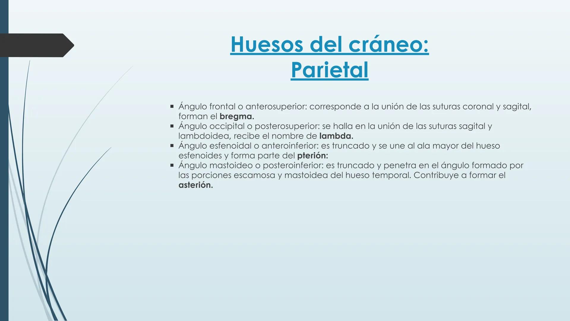 # HUESOS DE CARA Y
# CRANEO
UNIVERSIDAD GASTON DACHARY
Lic. Barrios, Renzo Nicolas HUESOS DE LA CABEZA
• El esqueleto de la
cabeza se divid