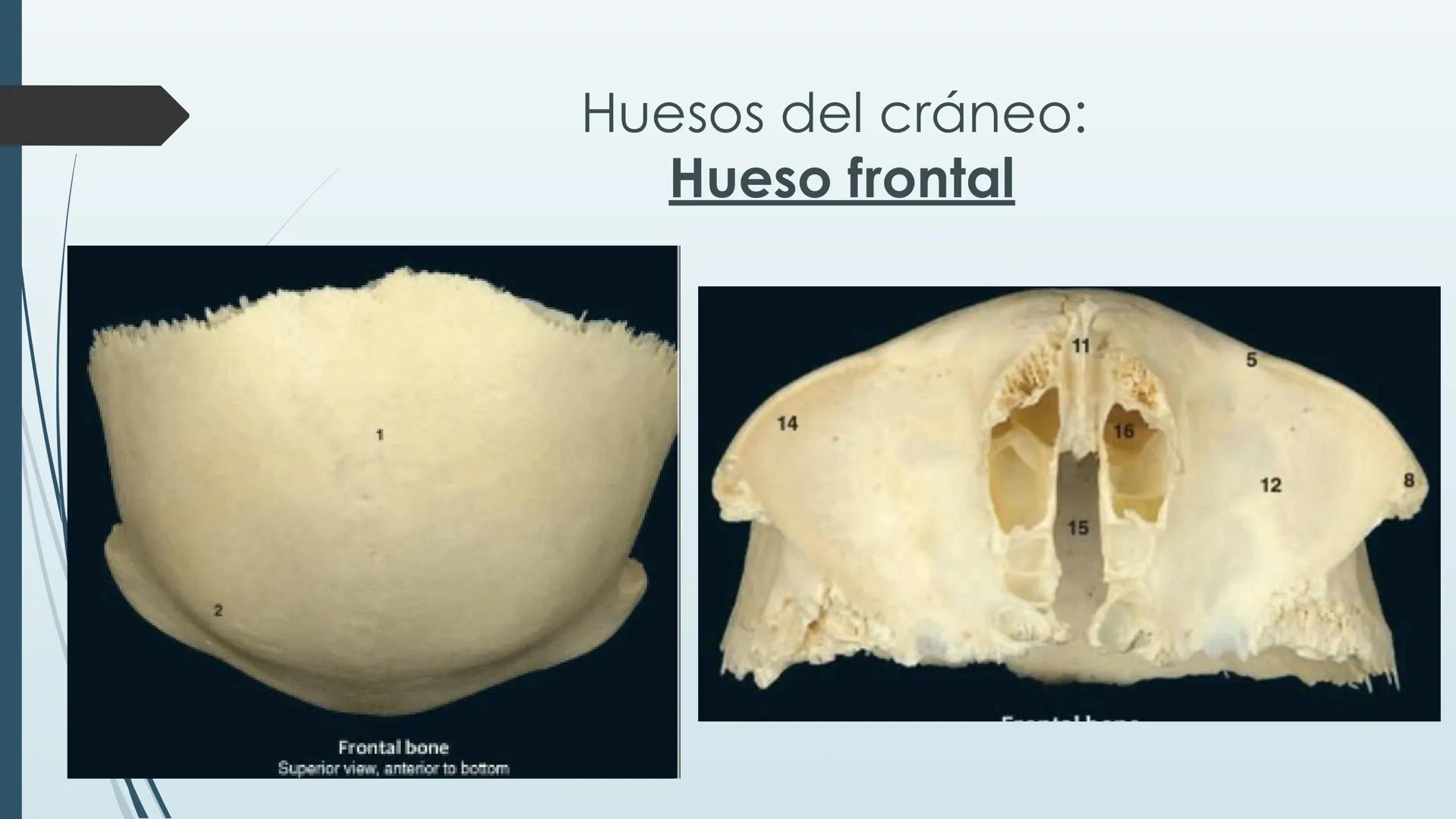 # HUESOS DE CARA Y
# CRANEO
UNIVERSIDAD GASTON DACHARY
Lic. Barrios, Renzo Nicolas HUESOS DE LA CABEZA
• El esqueleto de la
cabeza se divid