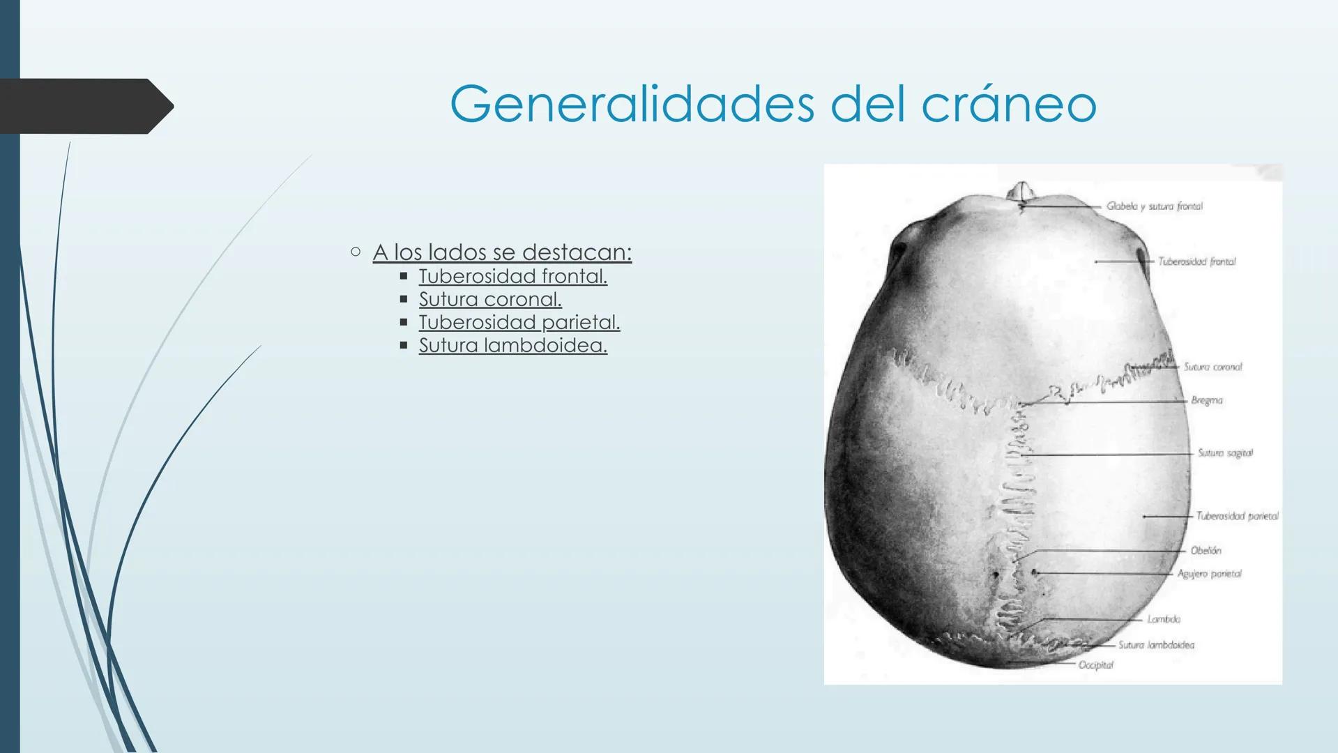 # HUESOS DE CARA Y
# CRANEO
UNIVERSIDAD GASTON DACHARY
Lic. Barrios, Renzo Nicolas HUESOS DE LA CABEZA
• El esqueleto de la
cabeza se divid