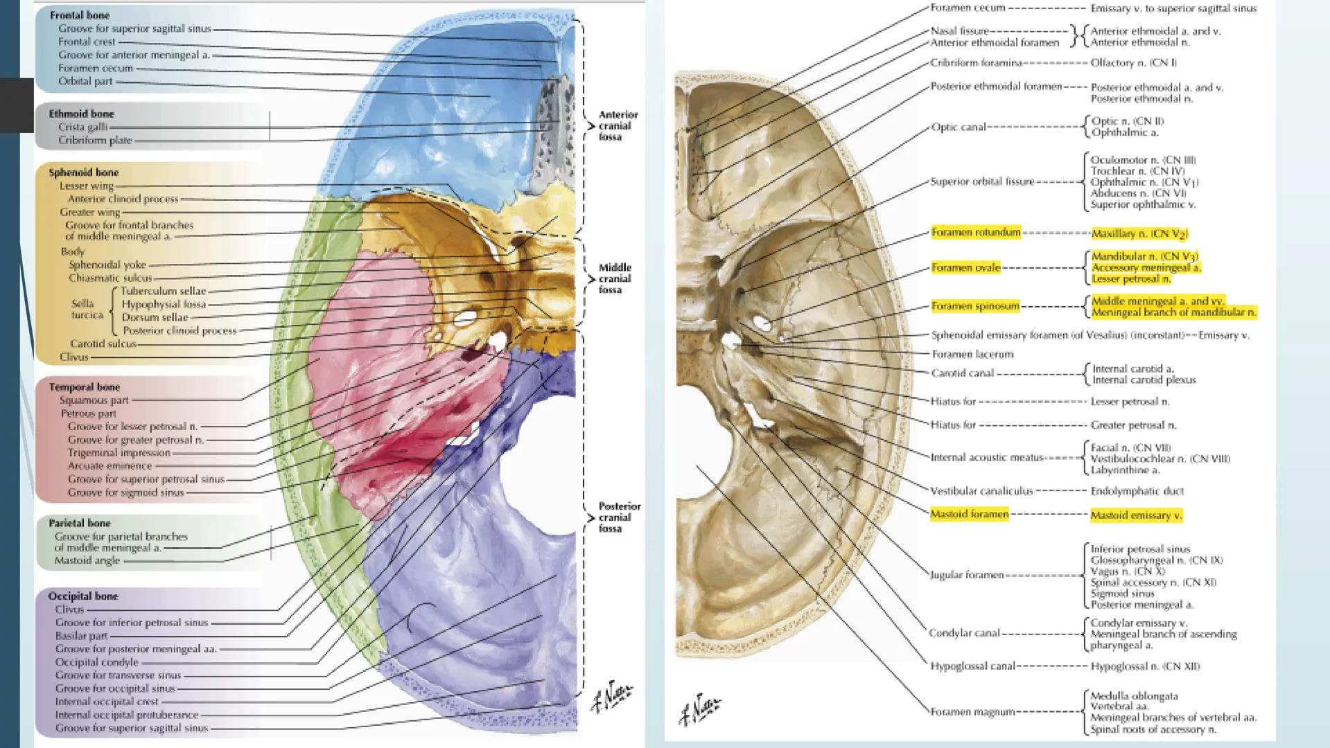 # HUESOS DE CARA Y
# CRANEO
UNIVERSIDAD GASTON DACHARY
Lic. Barrios, Renzo Nicolas HUESOS DE LA CABEZA
• El esqueleto de la
cabeza se divid