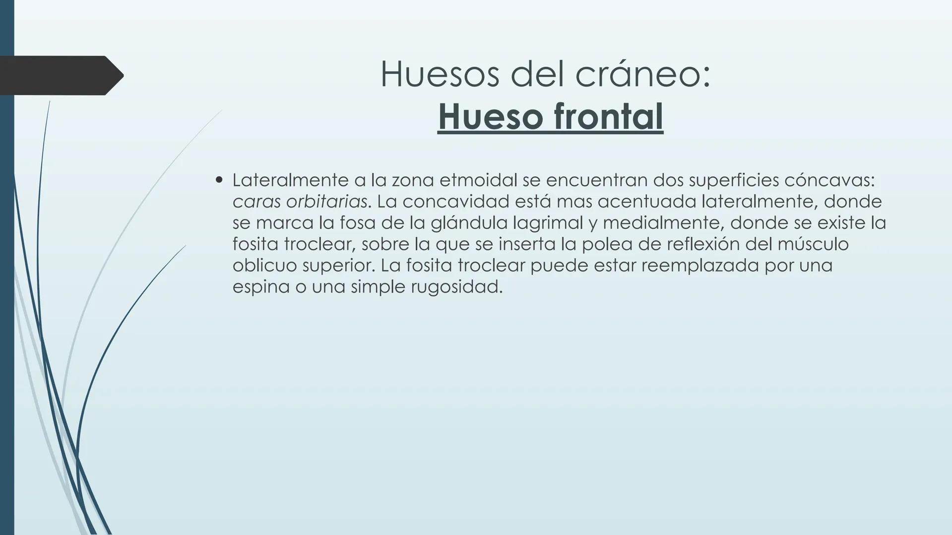 # HUESOS DE CARA Y
# CRANEO
UNIVERSIDAD GASTON DACHARY
Lic. Barrios, Renzo Nicolas HUESOS DE LA CABEZA
• El esqueleto de la
cabeza se divid