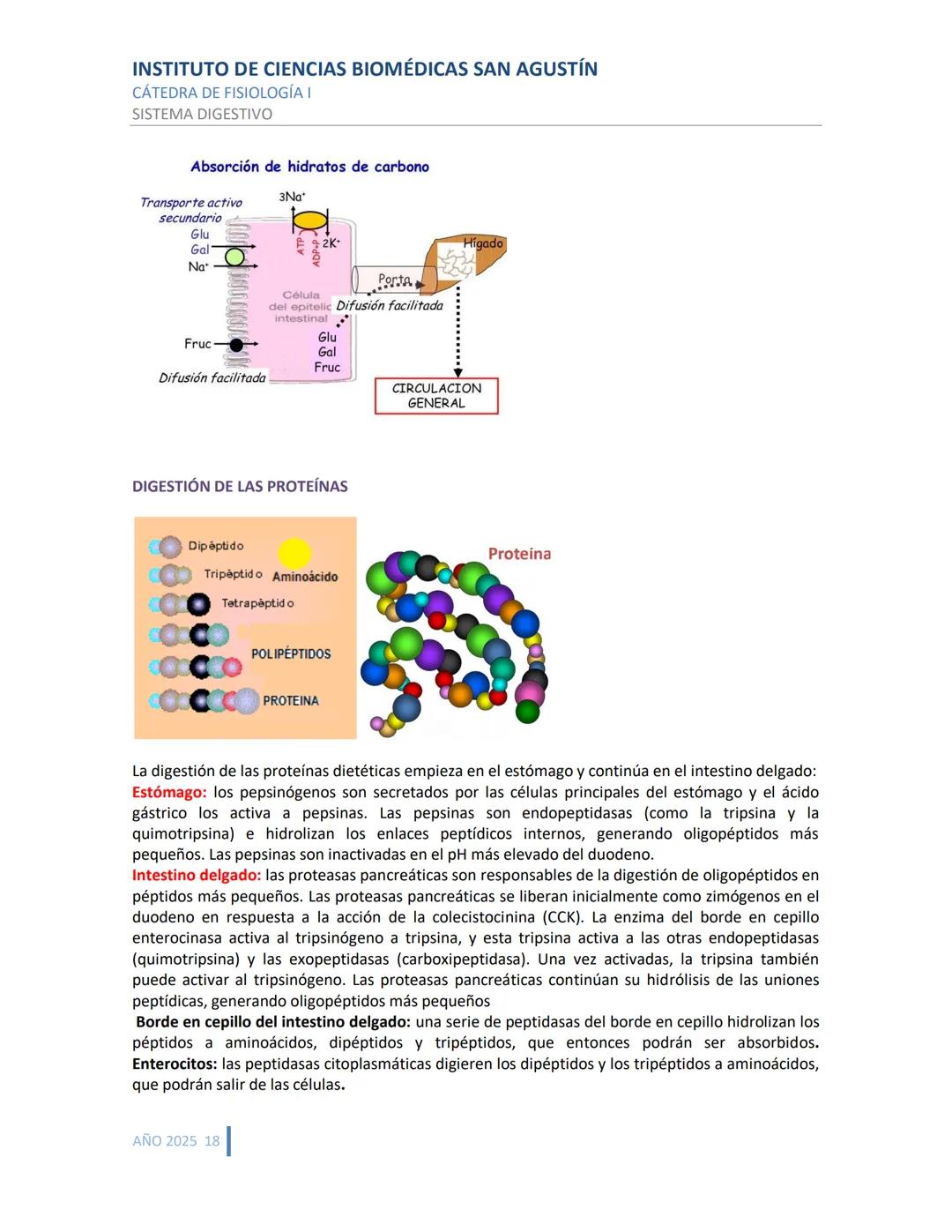 INSTITUTO DE CIENCIAS BIOMÉDICAS SAN AGUSTÍN
CÁTEDRA DE FISIOLOGÍA I
SISTEMA DIGESTIVO
SISTEMA DIGESTIVO
ESTRUCTURA Y FUNCIÓN GENERAL DEL TR