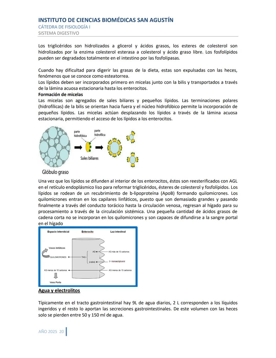 INSTITUTO DE CIENCIAS BIOMÉDICAS SAN AGUSTÍN
CÁTEDRA DE FISIOLOGÍA I
SISTEMA DIGESTIVO
SISTEMA DIGESTIVO
ESTRUCTURA Y FUNCIÓN GENERAL DEL TR