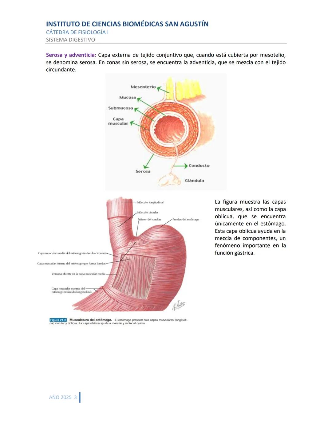 INSTITUTO DE CIENCIAS BIOMÉDICAS SAN AGUSTÍN
CÁTEDRA DE FISIOLOGÍA I
SISTEMA DIGESTIVO
SISTEMA DIGESTIVO
ESTRUCTURA Y FUNCIÓN GENERAL DEL TR