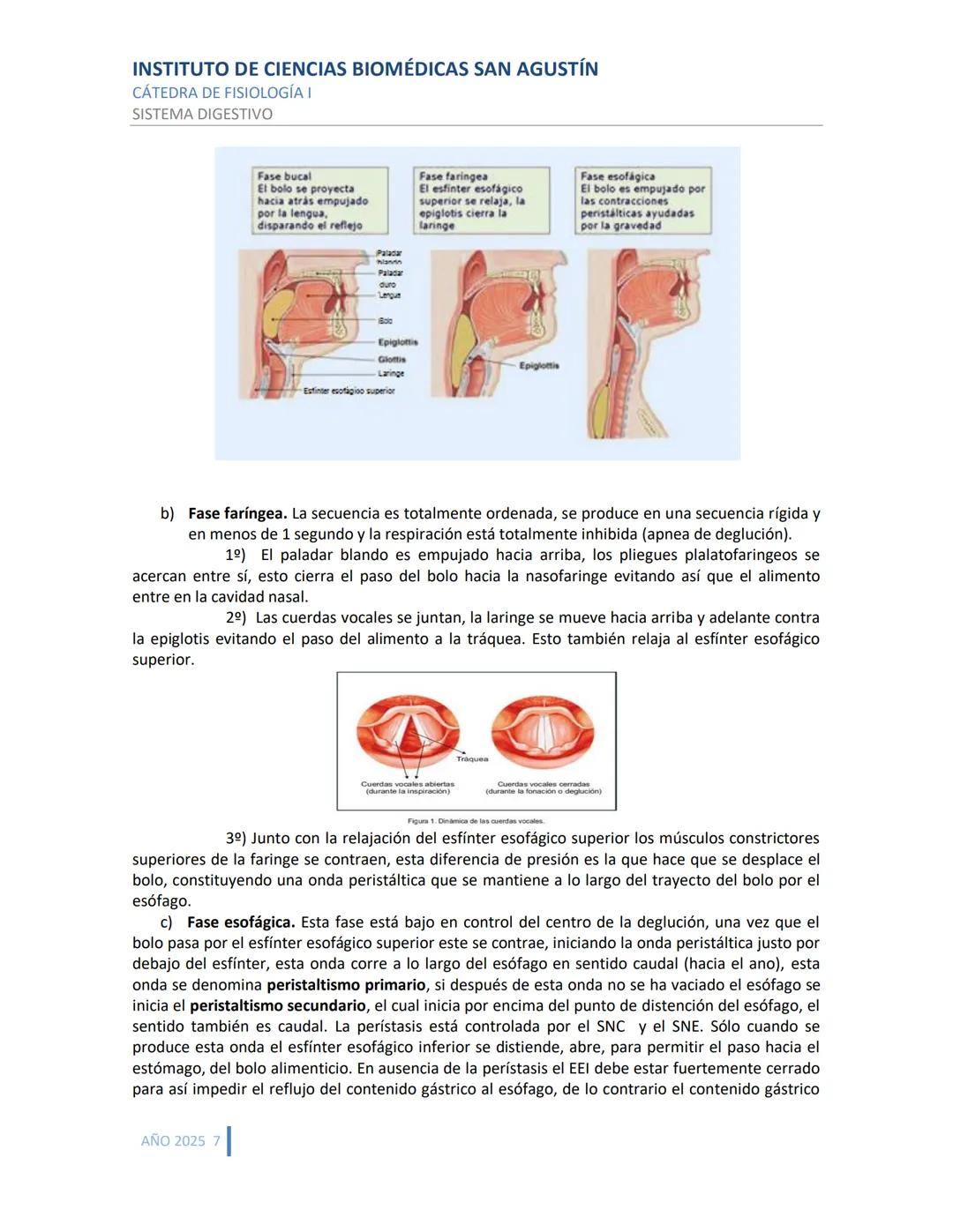 INSTITUTO DE CIENCIAS BIOMÉDICAS SAN AGUSTÍN
CÁTEDRA DE FISIOLOGÍA I
SISTEMA DIGESTIVO
SISTEMA DIGESTIVO
ESTRUCTURA Y FUNCIÓN GENERAL DEL TR