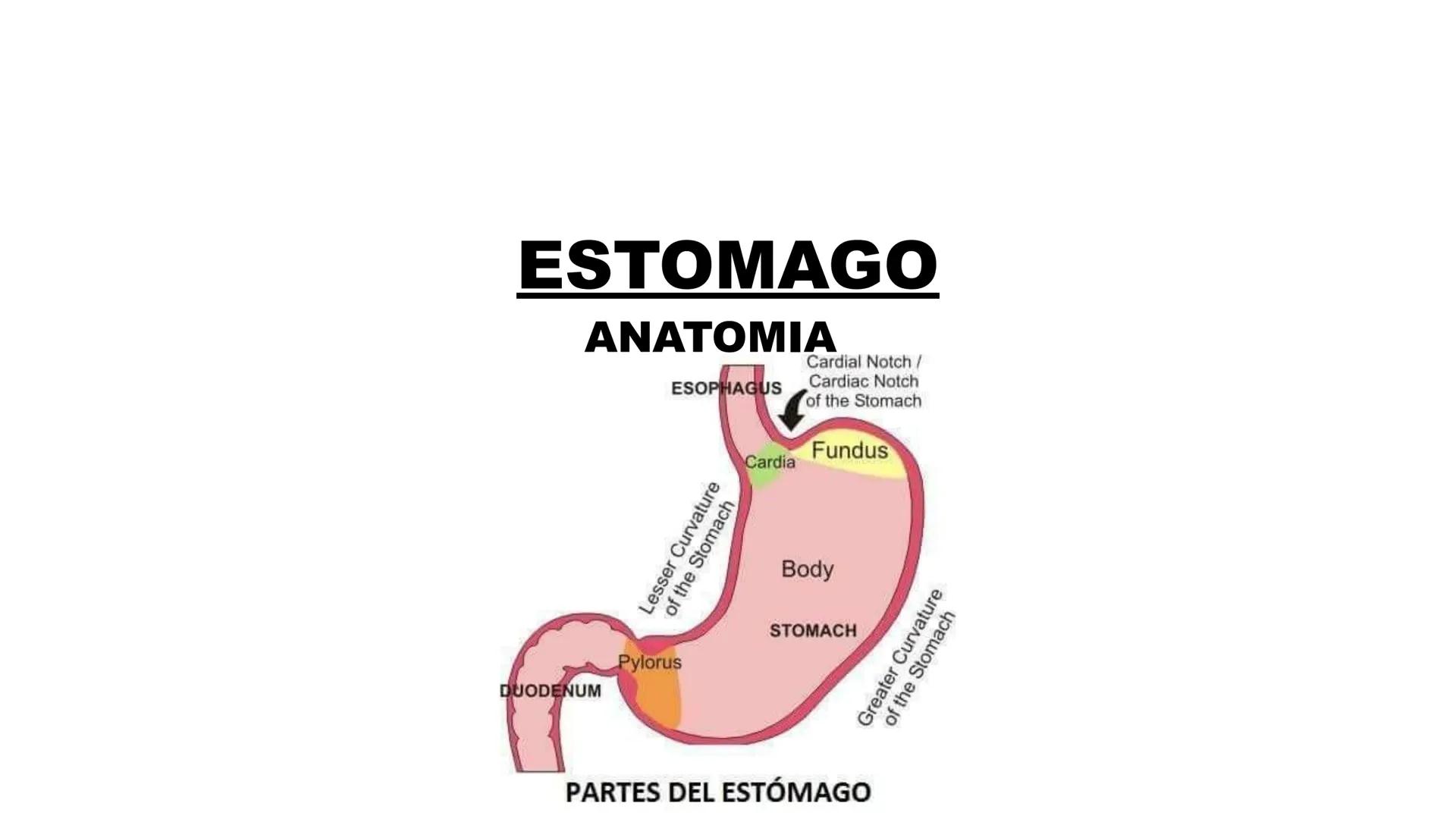 ESTOMAGO
ΑΝΑΤΟΜΙΑ
ESOPHAGUS
Cardial Notch/
Cardiac Notch
of the Stomach
Fundus
Cardia
Lesser Curvature
of the Stomach
Pylorus
DUODENUM
Body