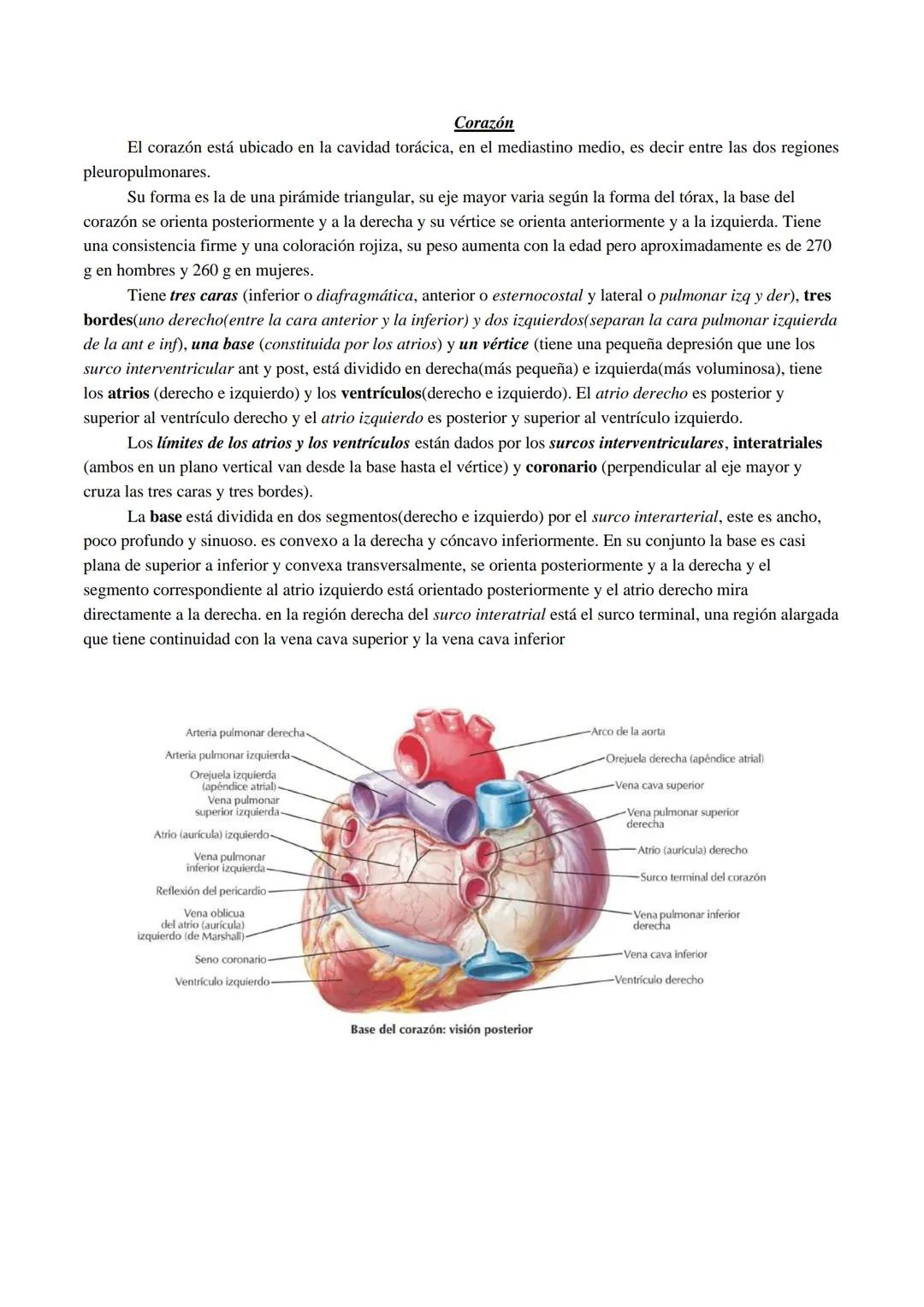 Anatomia del corazon