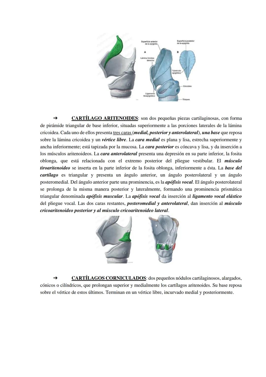 Aparato respiratorio
Está compuesto principalmente por las cavidades nasales, faringe, laringe, tráquea, bronquios y
pulmones.
Cavidades nas