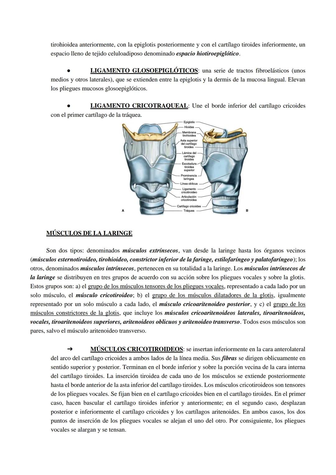 Aparato respiratorio
Está compuesto principalmente por las cavidades nasales, faringe, laringe, tráquea, bronquios y
pulmones.
Cavidades nas
