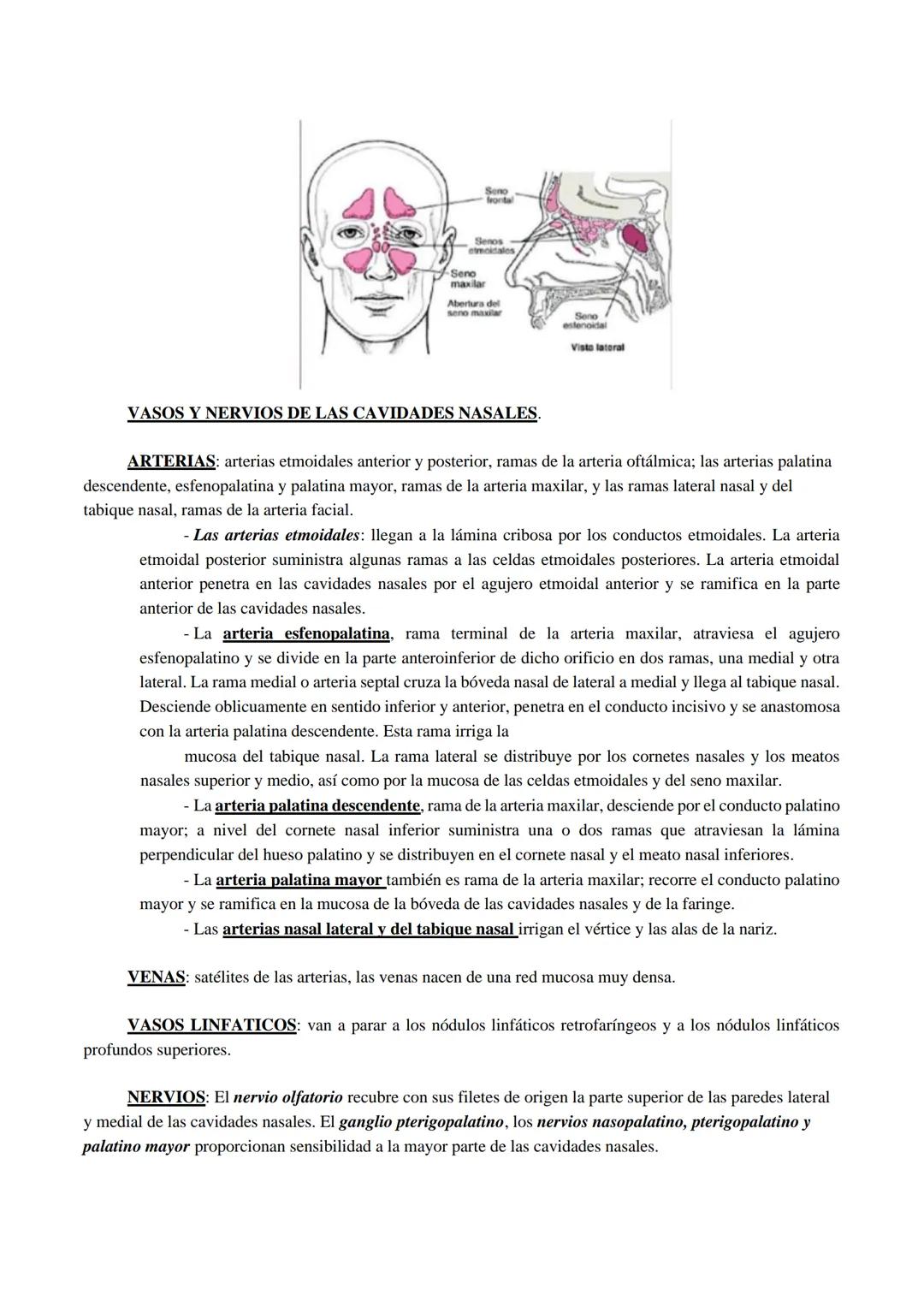 Aparato respiratorio
Está compuesto principalmente por las cavidades nasales, faringe, laringe, tráquea, bronquios y
pulmones.
Cavidades nas