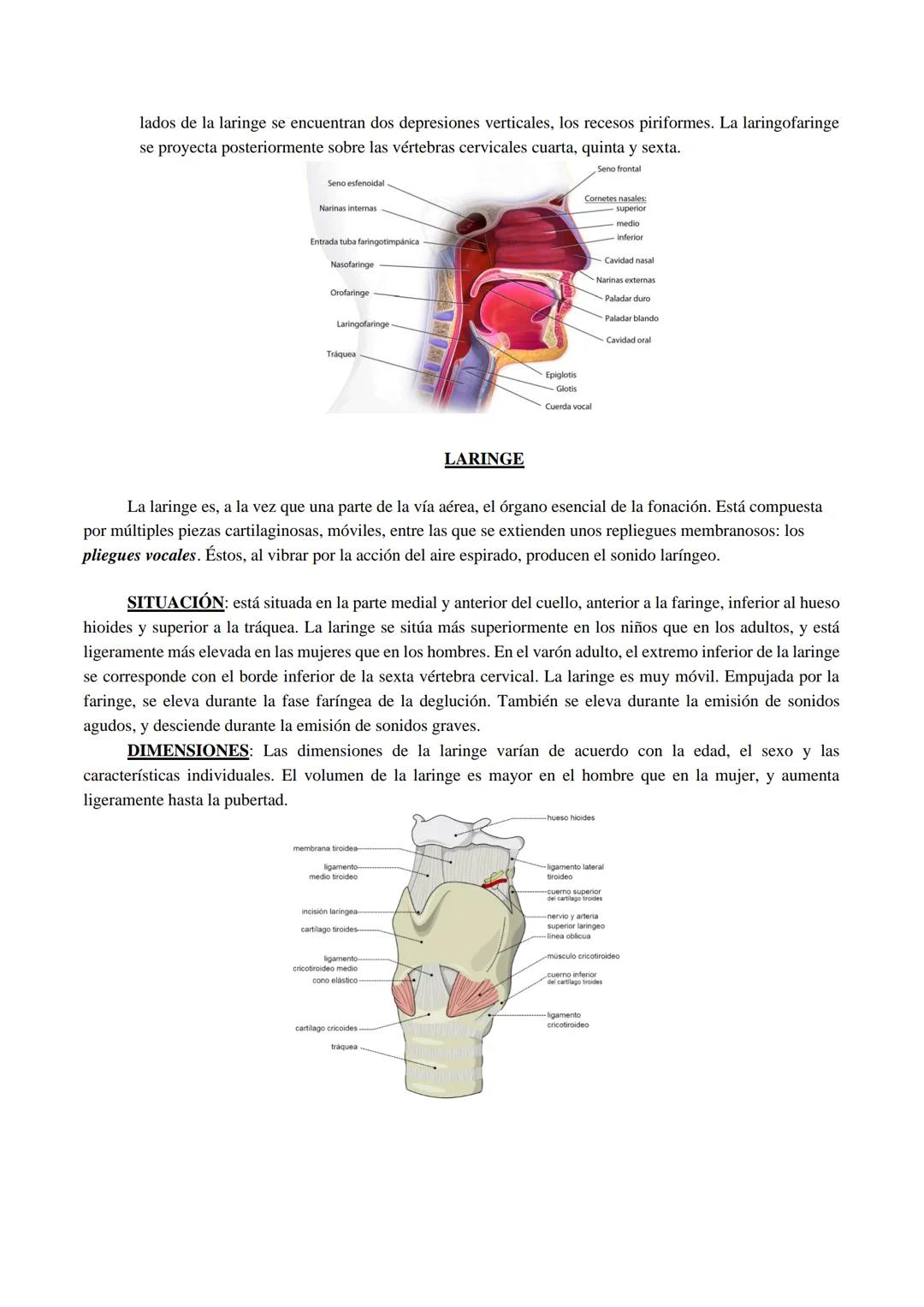 Aparato respiratorio
Está compuesto principalmente por las cavidades nasales, faringe, laringe, tráquea, bronquios y
pulmones.
Cavidades nas