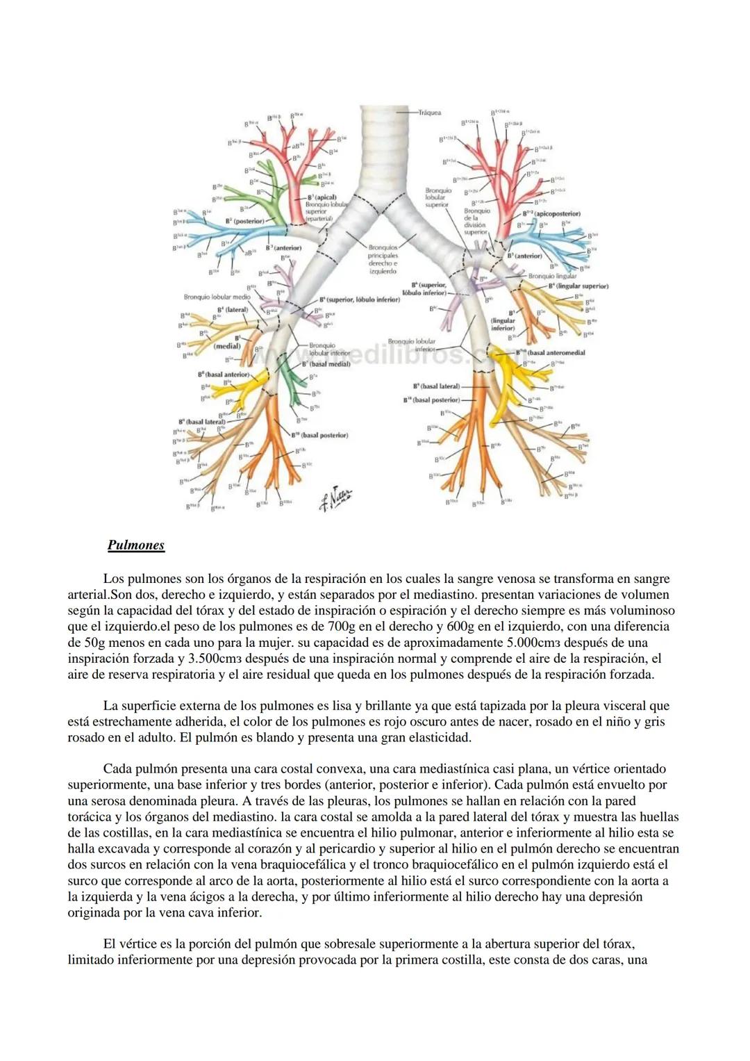 Aparato respiratorio
Está compuesto principalmente por las cavidades nasales, faringe, laringe, tráquea, bronquios y
pulmones.
TRÁQUEA
La tr