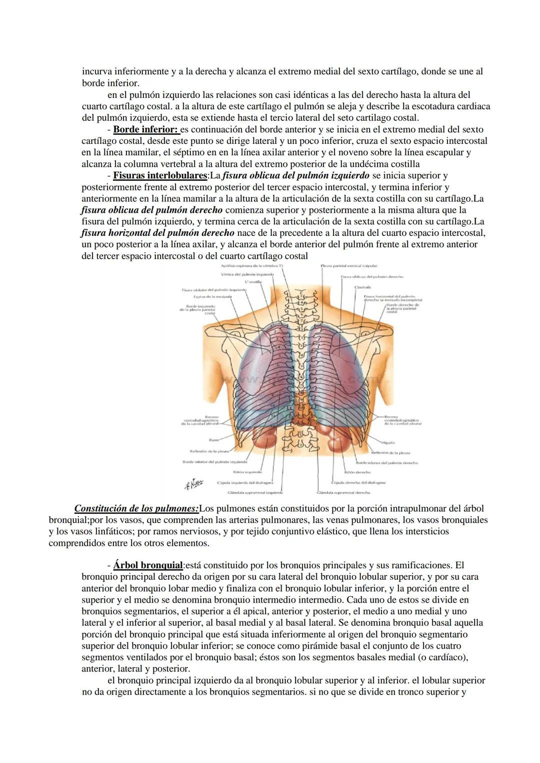 Aparato respiratorio
Está compuesto principalmente por las cavidades nasales, faringe, laringe, tráquea, bronquios y
pulmones.
TRÁQUEA
La tr