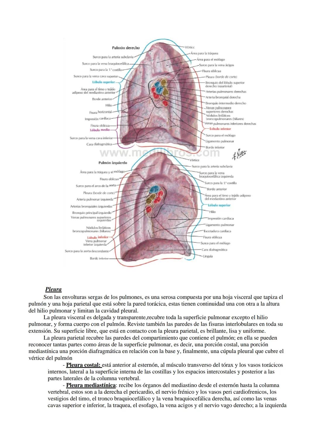 Aparato respiratorio
Está compuesto principalmente por las cavidades nasales, faringe, laringe, tráquea, bronquios y
pulmones.
TRÁQUEA
La tr