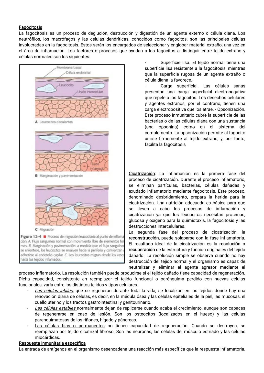 EJE 1: FUNDAMENTO DEL CUIDADO DE ENFERMERÍA
Tema 1: Enfermería en Salud y Enfermedad
El profesional de enfermería debe considerar al individ
