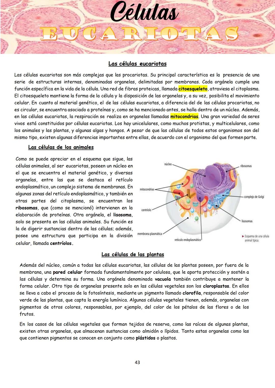 # BIOLOGÍA
## 2º AÑO
Instituto Evangélico Los Pinares
Profesora Sara Ruth Benitez
2025 Resumen de seres vivos
Los seres vivos son sistema