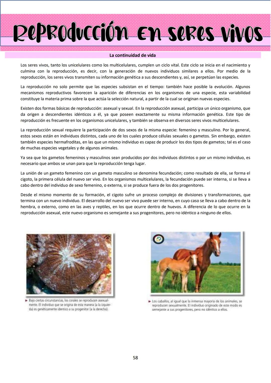 # BIOLOGÍA
## 2º AÑO
Instituto Evangélico Los Pinares
Profesora Sara Ruth Benitez
2025 Resumen de seres vivos
Los seres vivos son sistema