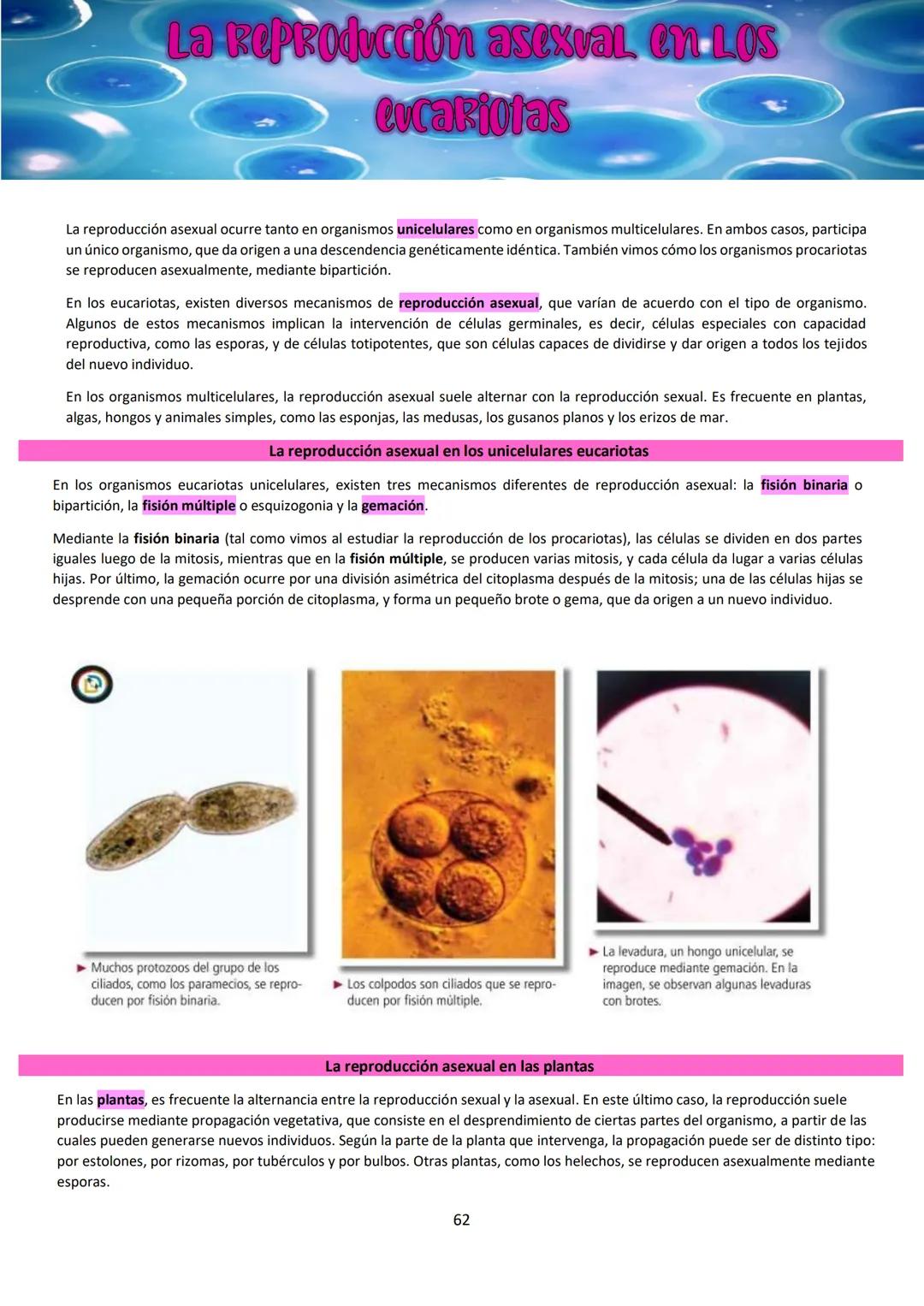 # BIOLOGÍA
## 2º AÑO
Instituto Evangélico Los Pinares
Profesora Sara Ruth Benitez
2025 Resumen de seres vivos
Los seres vivos son sistema