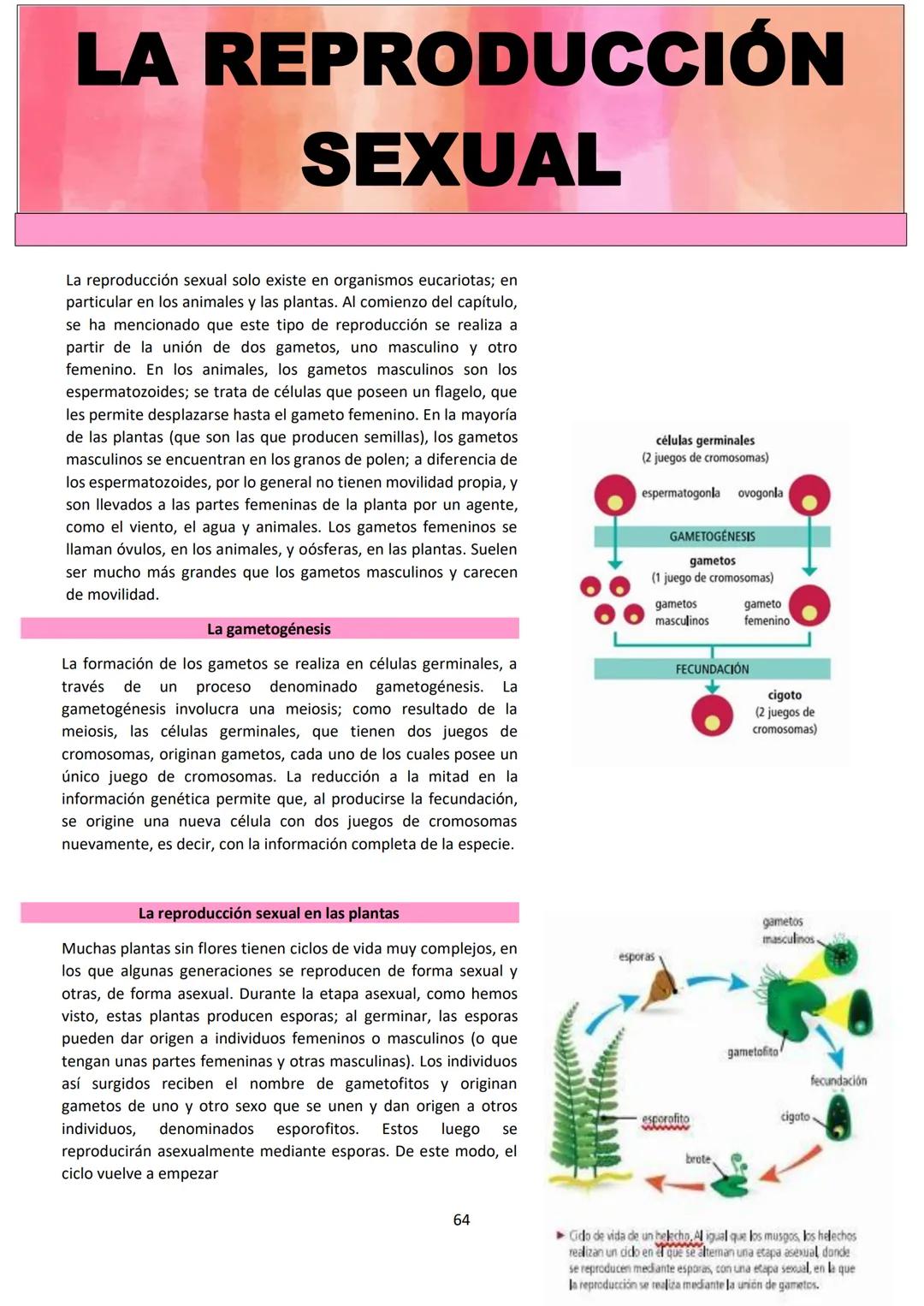 # BIOLOGÍA
## 2º AÑO
Instituto Evangélico Los Pinares
Profesora Sara Ruth Benitez
2025 Resumen de seres vivos
Los seres vivos son sistema