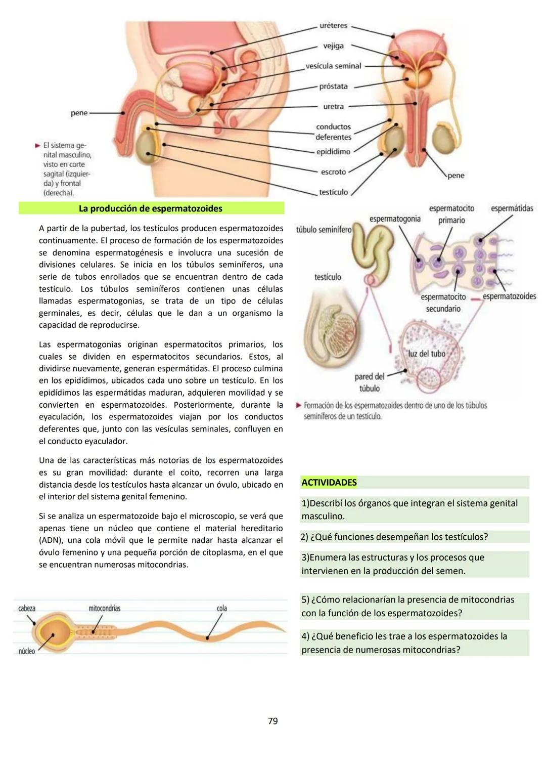 # BIOLOGÍA
## 2º AÑO
Instituto Evangélico Los Pinares
Profesora Sara Ruth Benitez
2025 Resumen de seres vivos
Los seres vivos son sistema