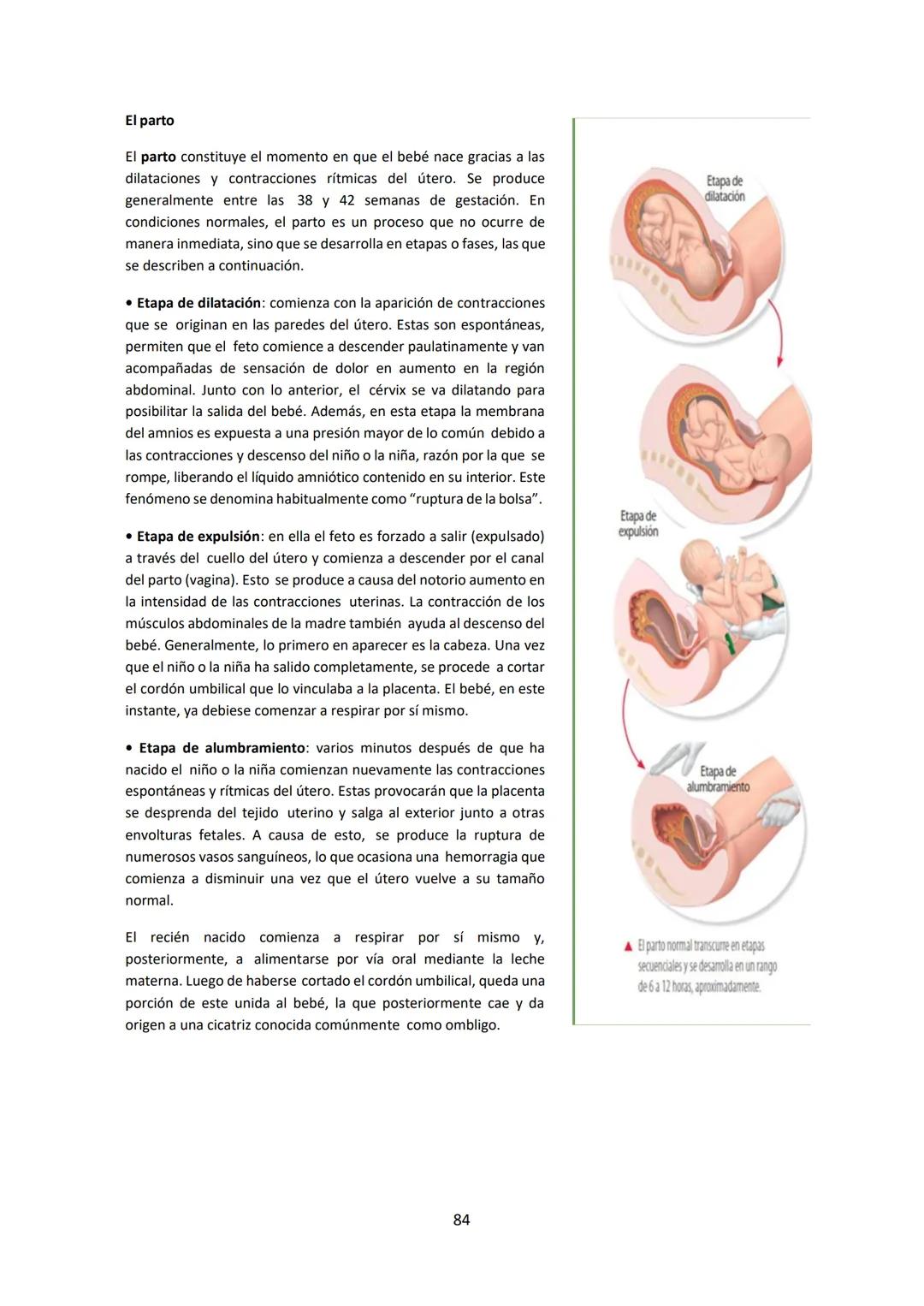 # BIOLOGÍA
## 2º AÑO
Instituto Evangélico Los Pinares
Profesora Sara Ruth Benitez
2025 Resumen de seres vivos
Los seres vivos son sistema