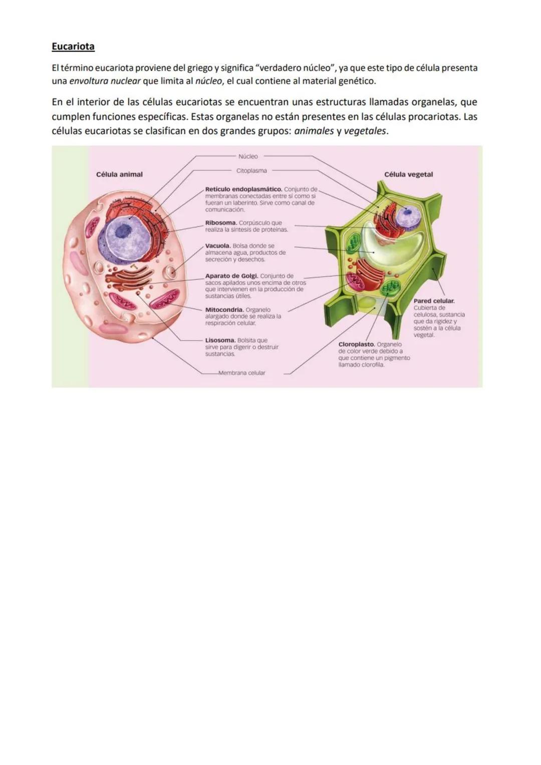 CIENCIAS NATURALES
Curso: 2 "B" Τ.Ν
Cpem nº 27
Características de los seres vivos
A pesar de que una bacteria, un roble, una estrella de mar